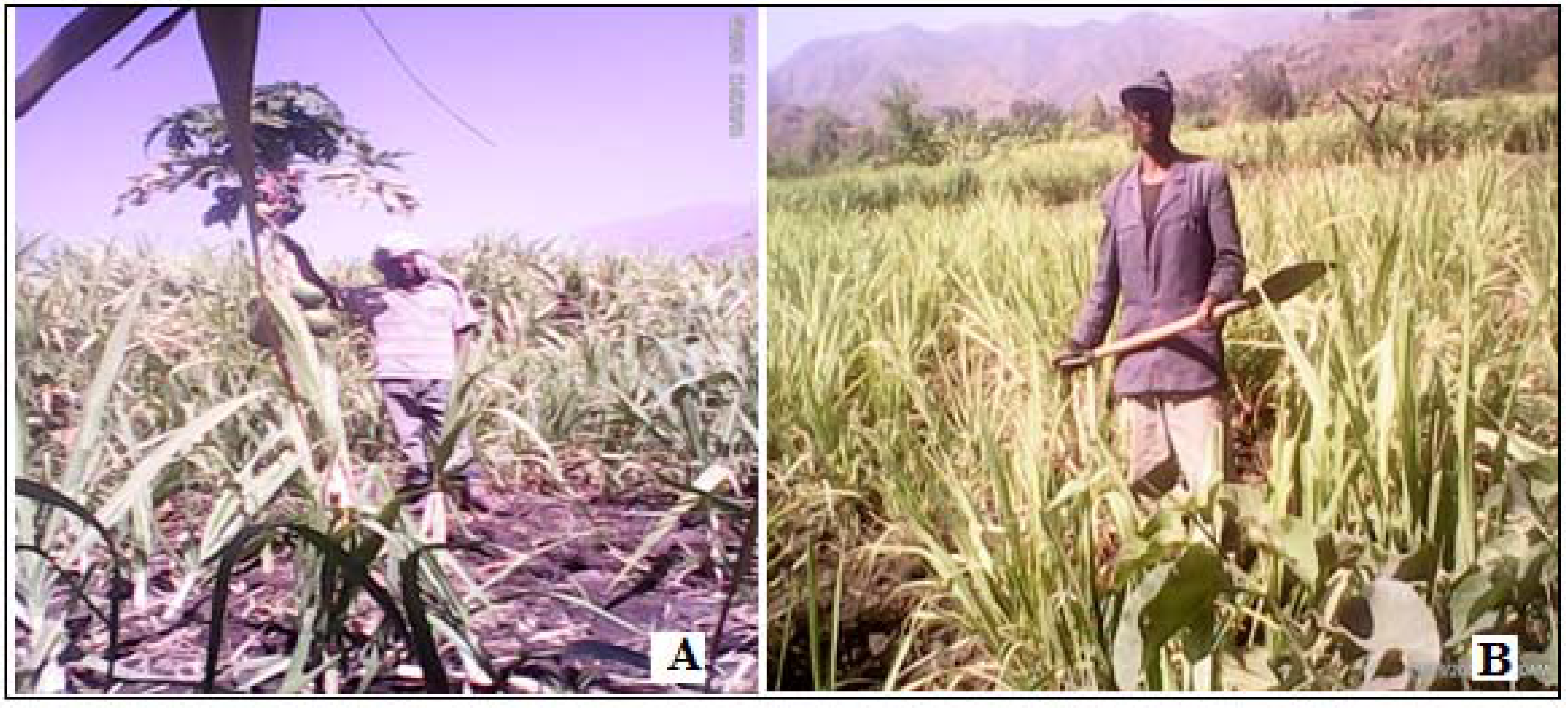 Agriculture 06 00027 g008
