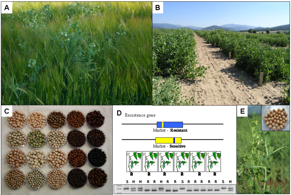 Agronomy 02 00074 g004 1024