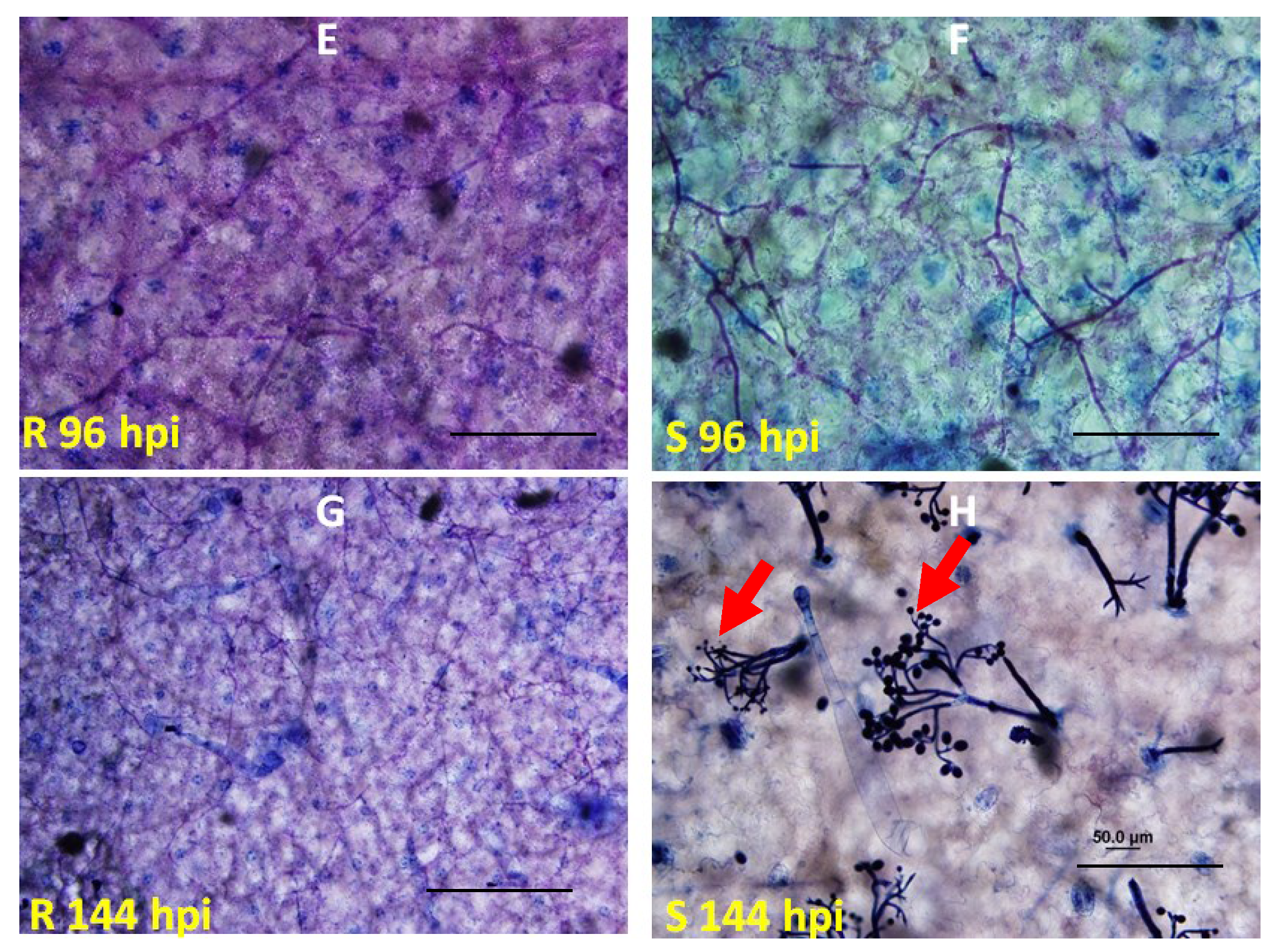Agronomy 05 00555 g001b