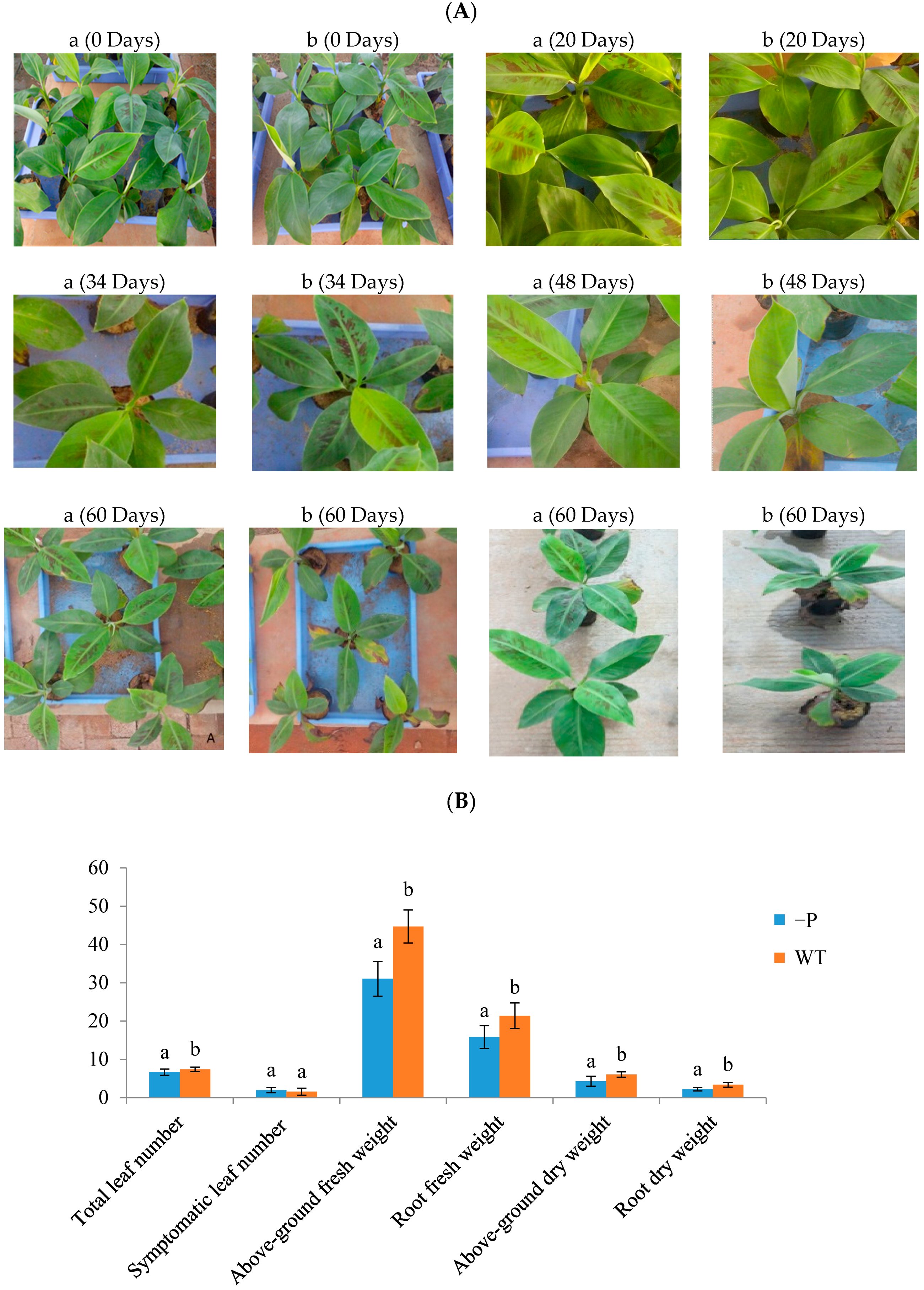 Agronomy 08 00141 g001a