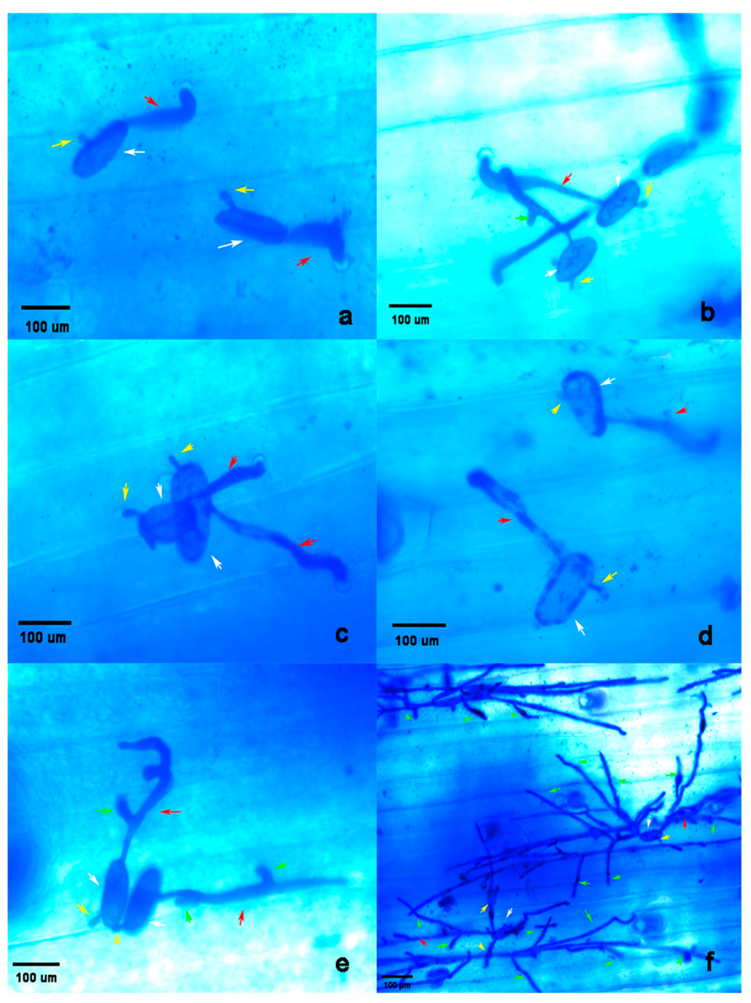 Agronomy 11 00399 g007