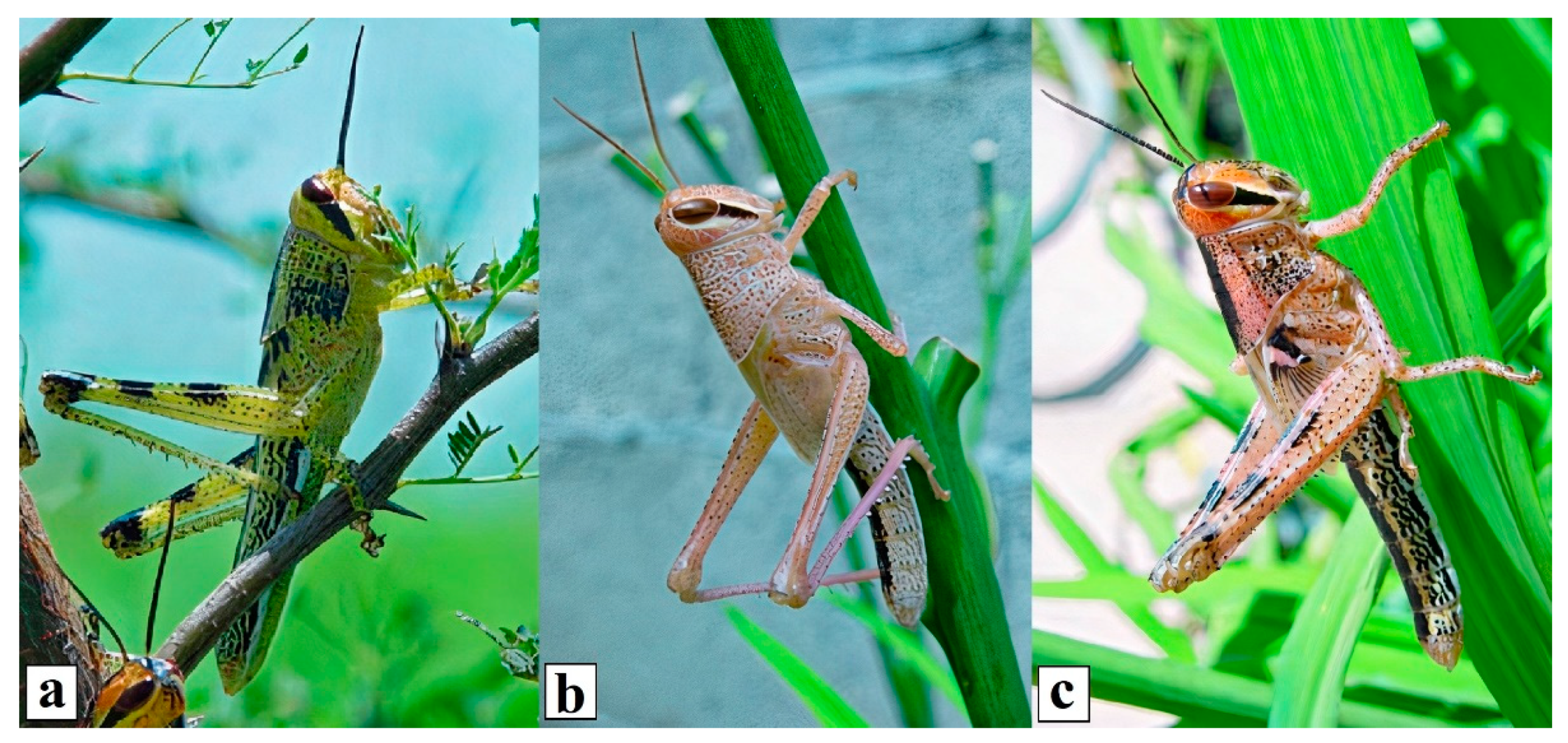 Agronomy 11 01024 g002