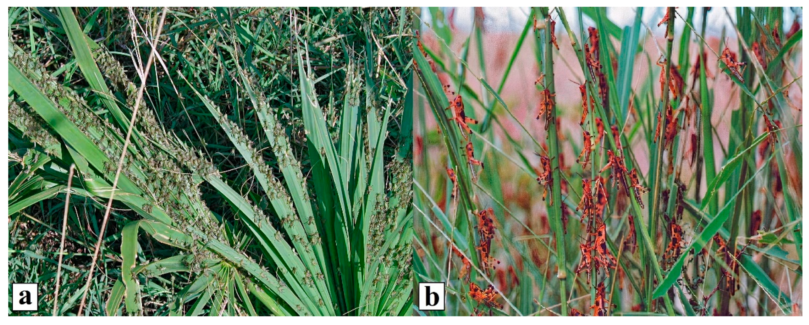 Agronomy 11 01024 g003