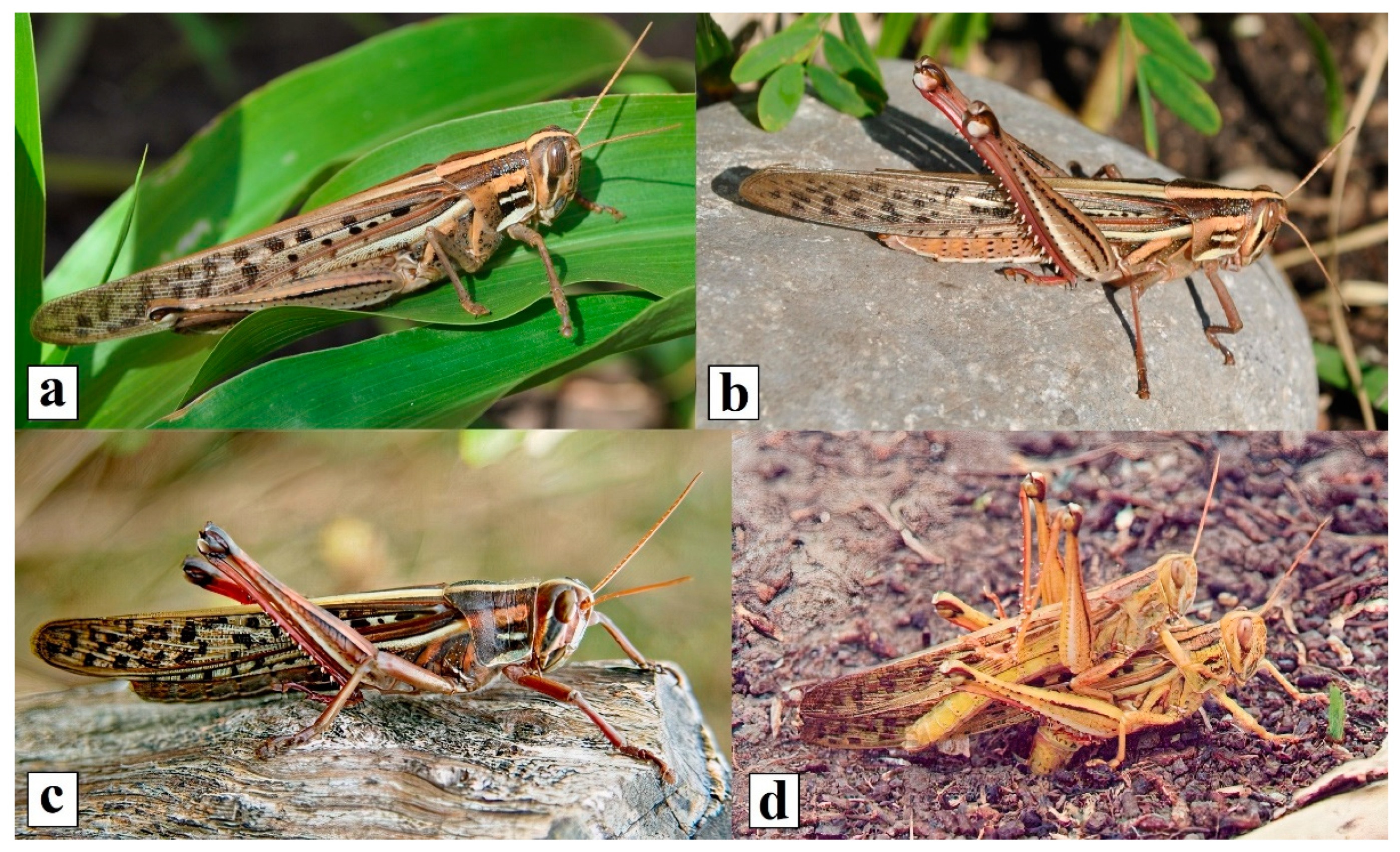 Agronomy 11 01024 g005