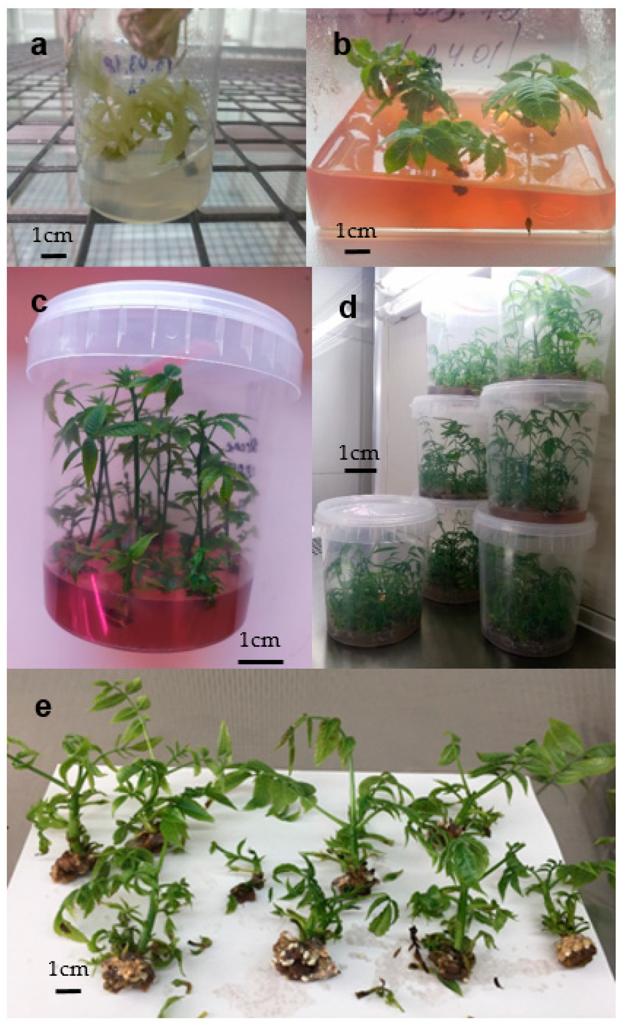 Agronomy 11 01417 g002
