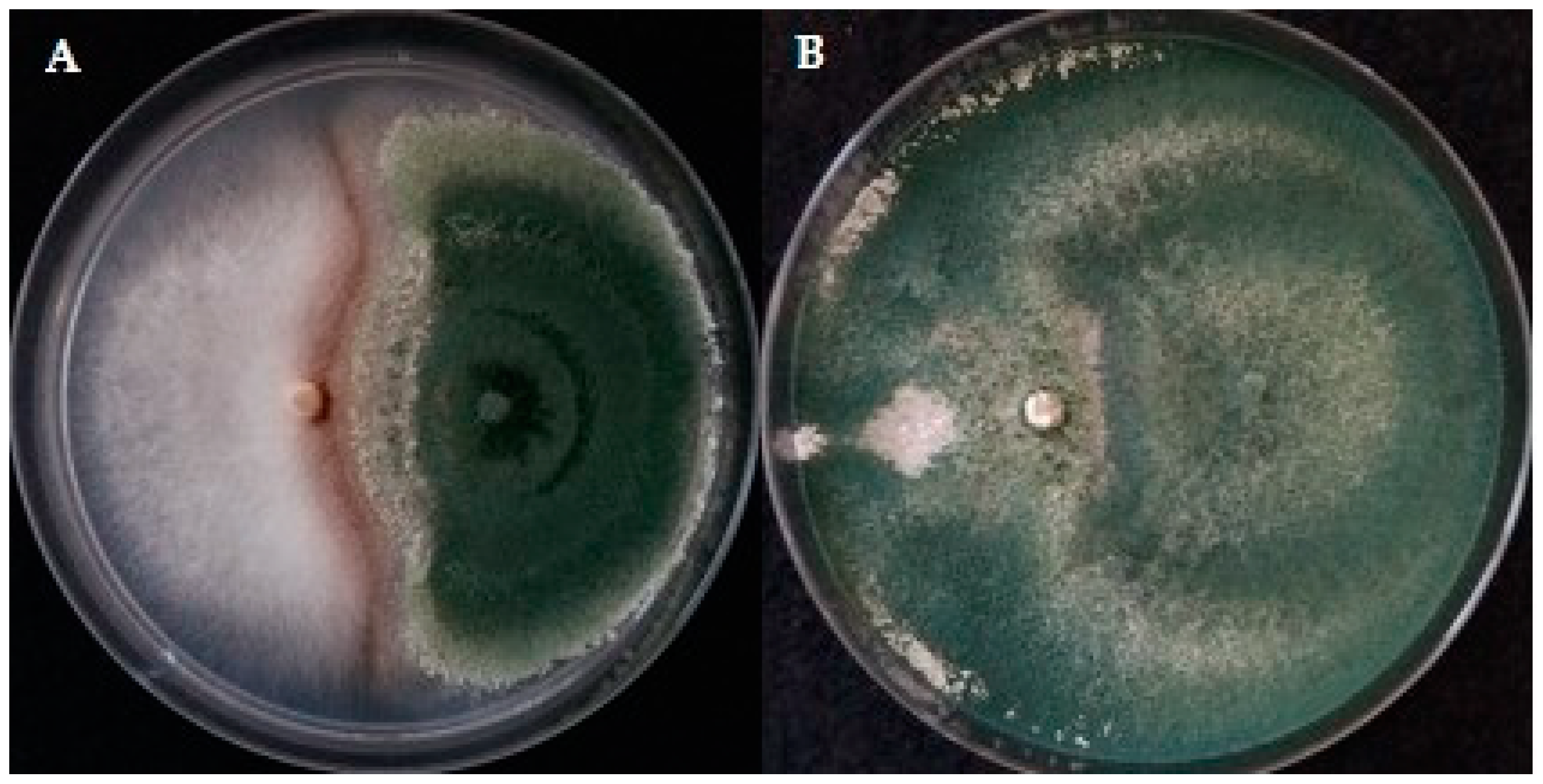 Agronomy 11 02434 g002