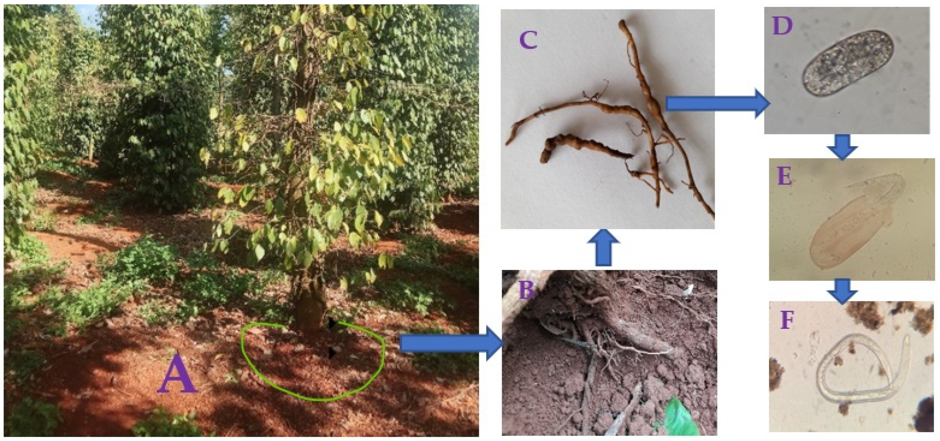 Agronomy 12 00041 g001