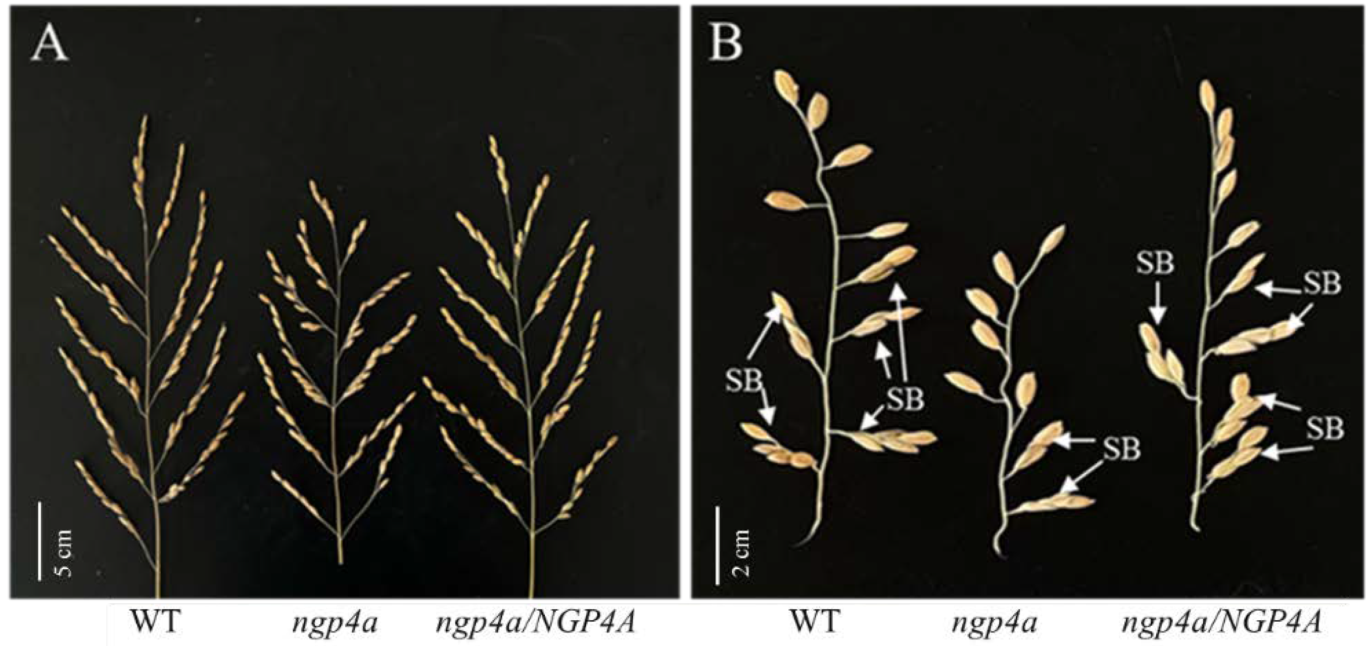 Agronomy 12 01549 g003