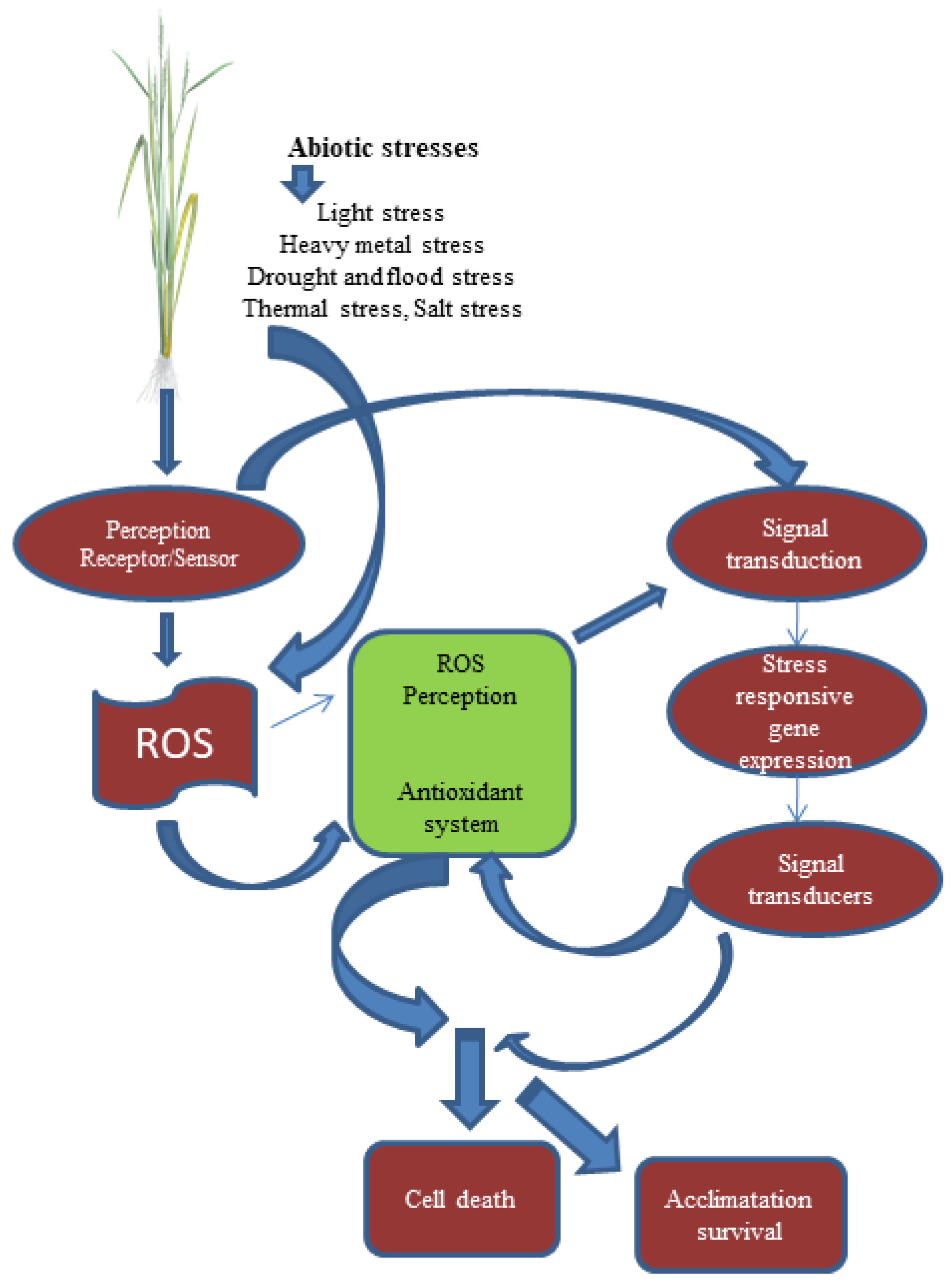 Agronomy 12 02795 g001 Agronomy 12 02795 g001