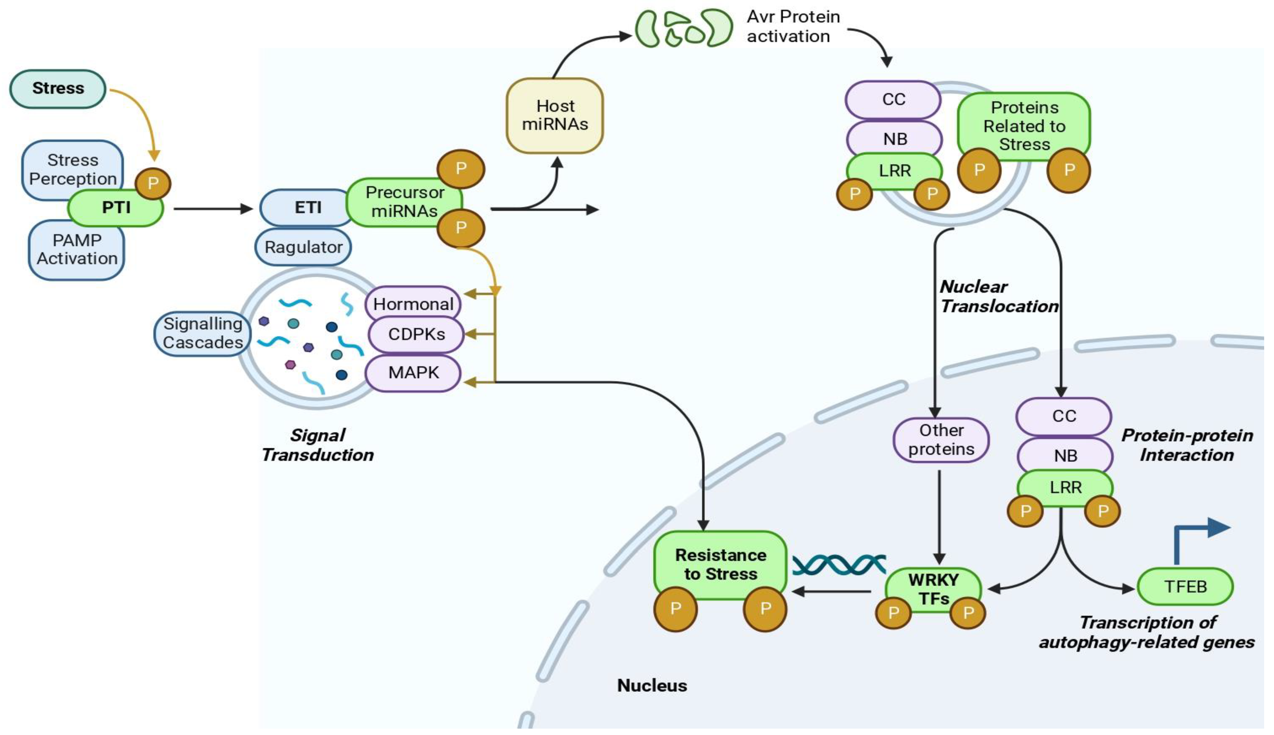Agronomy 12 02795 g004 Agronomy 12 02795 g004