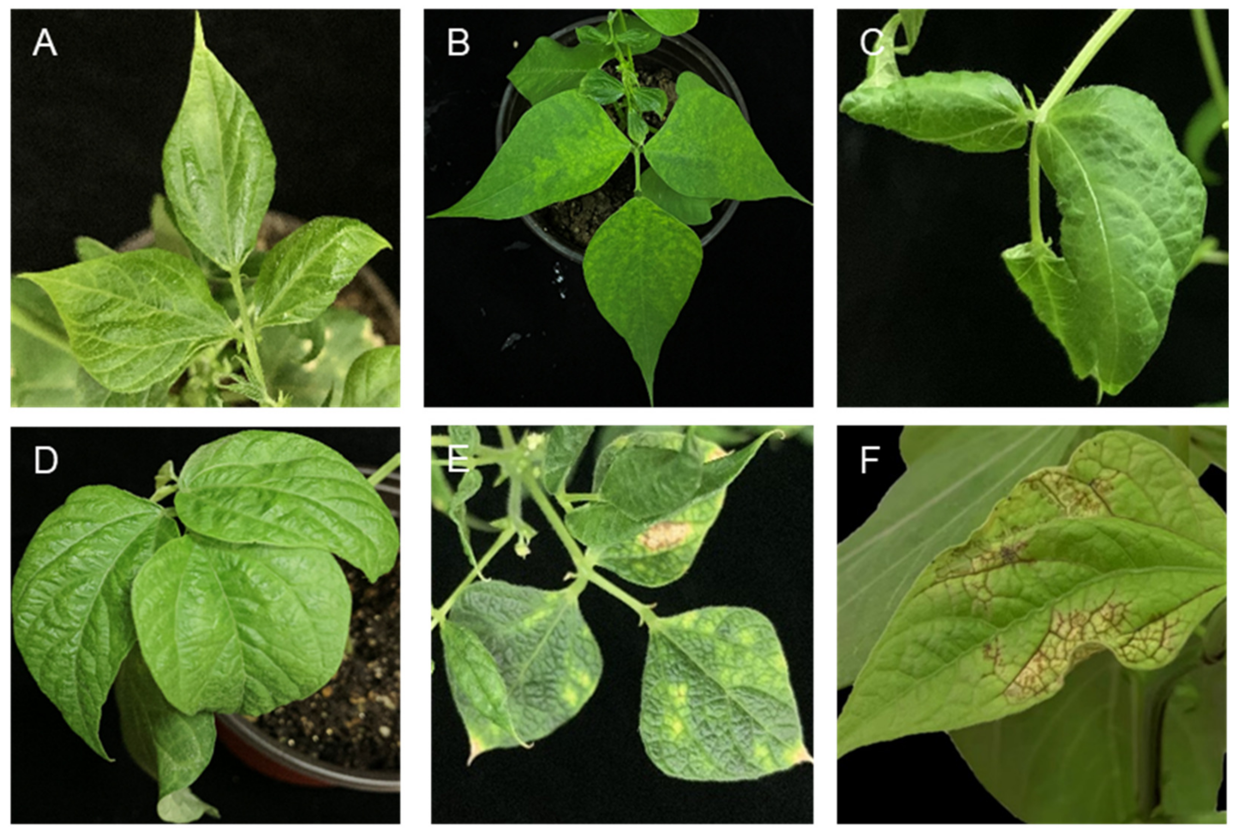 Agronomy 13 00058 g001 Agronomy 13 00058 g001