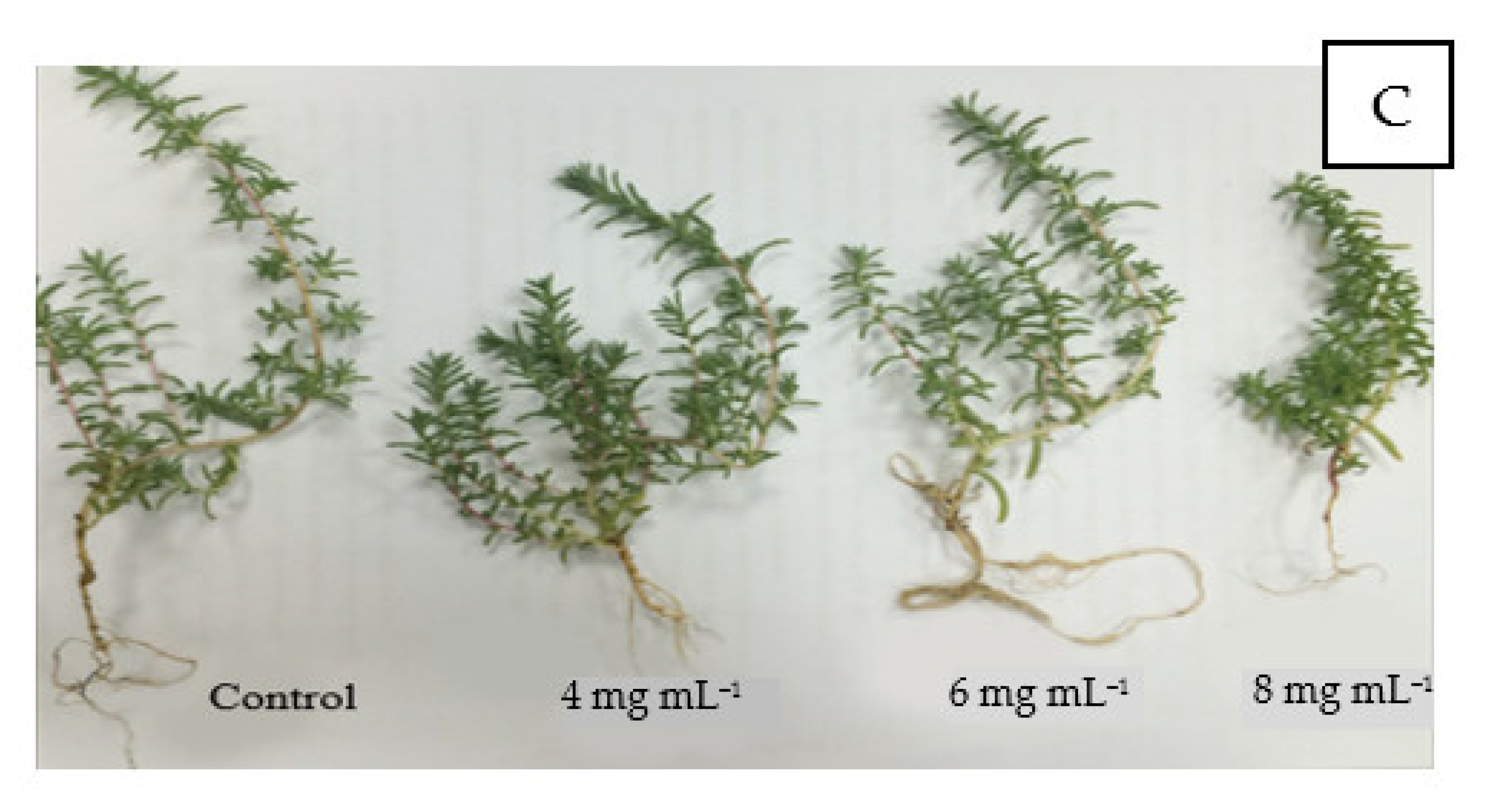 Agronomy 13 00590 g008b