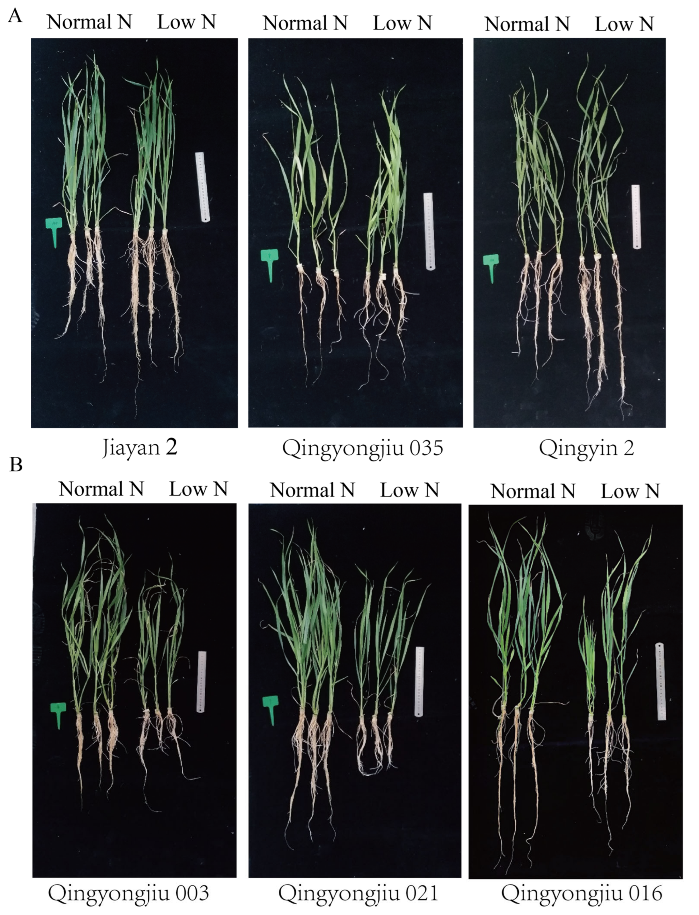 Agronomy 13 00604 g003