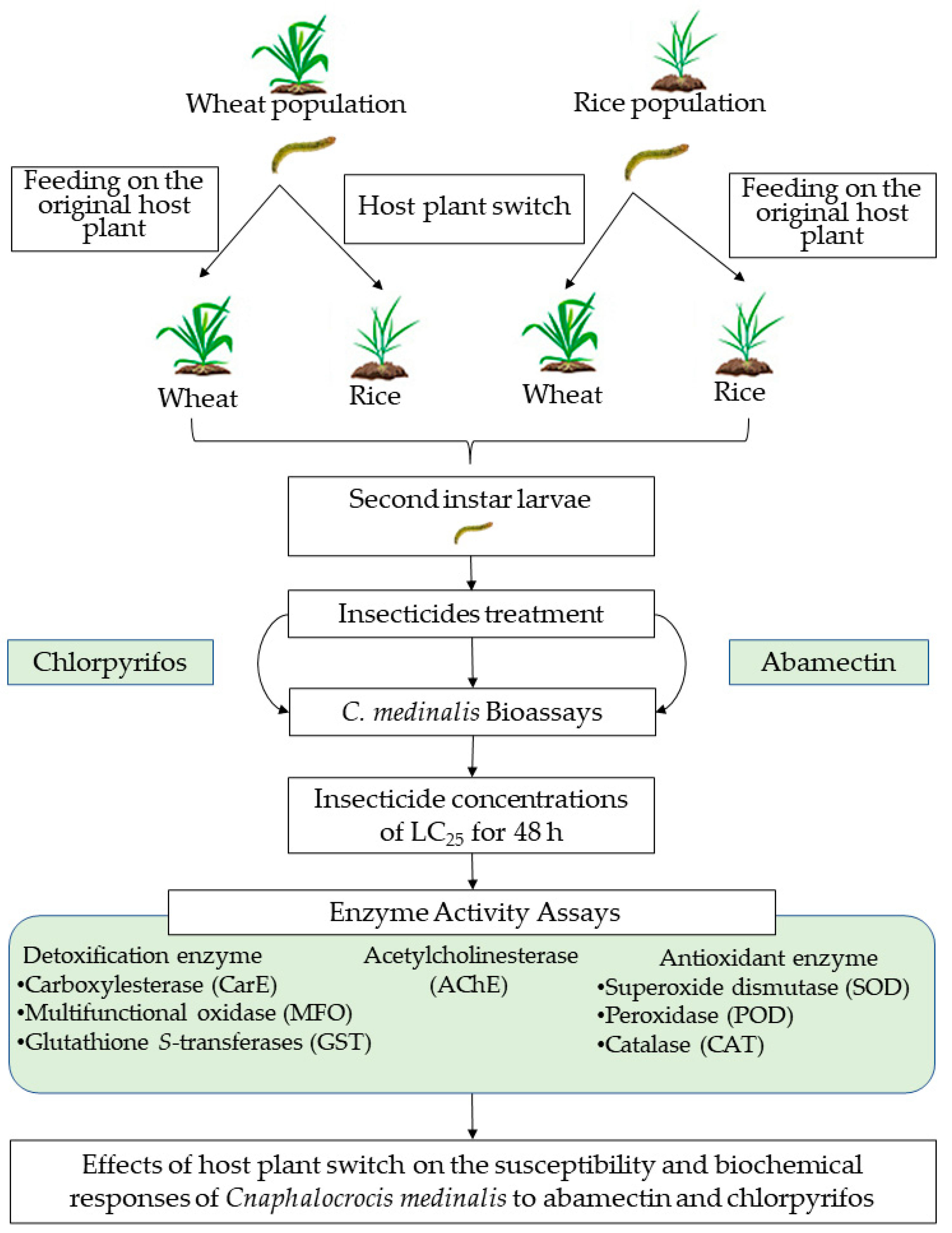 Agronomy 13 01245 g001 Agronomy 13 01245 g001