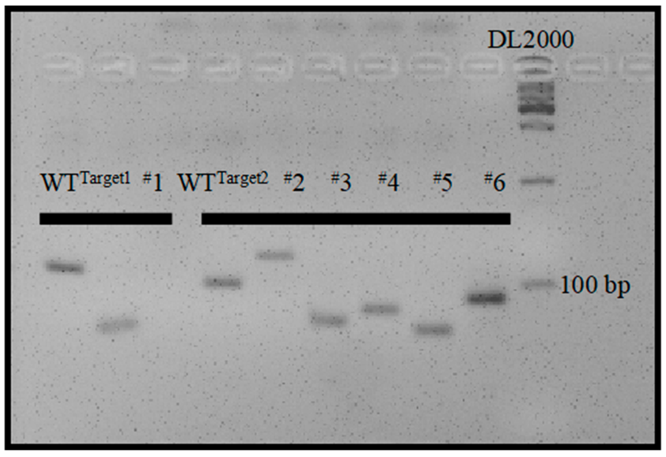 Agronomy 13 01520 g004
