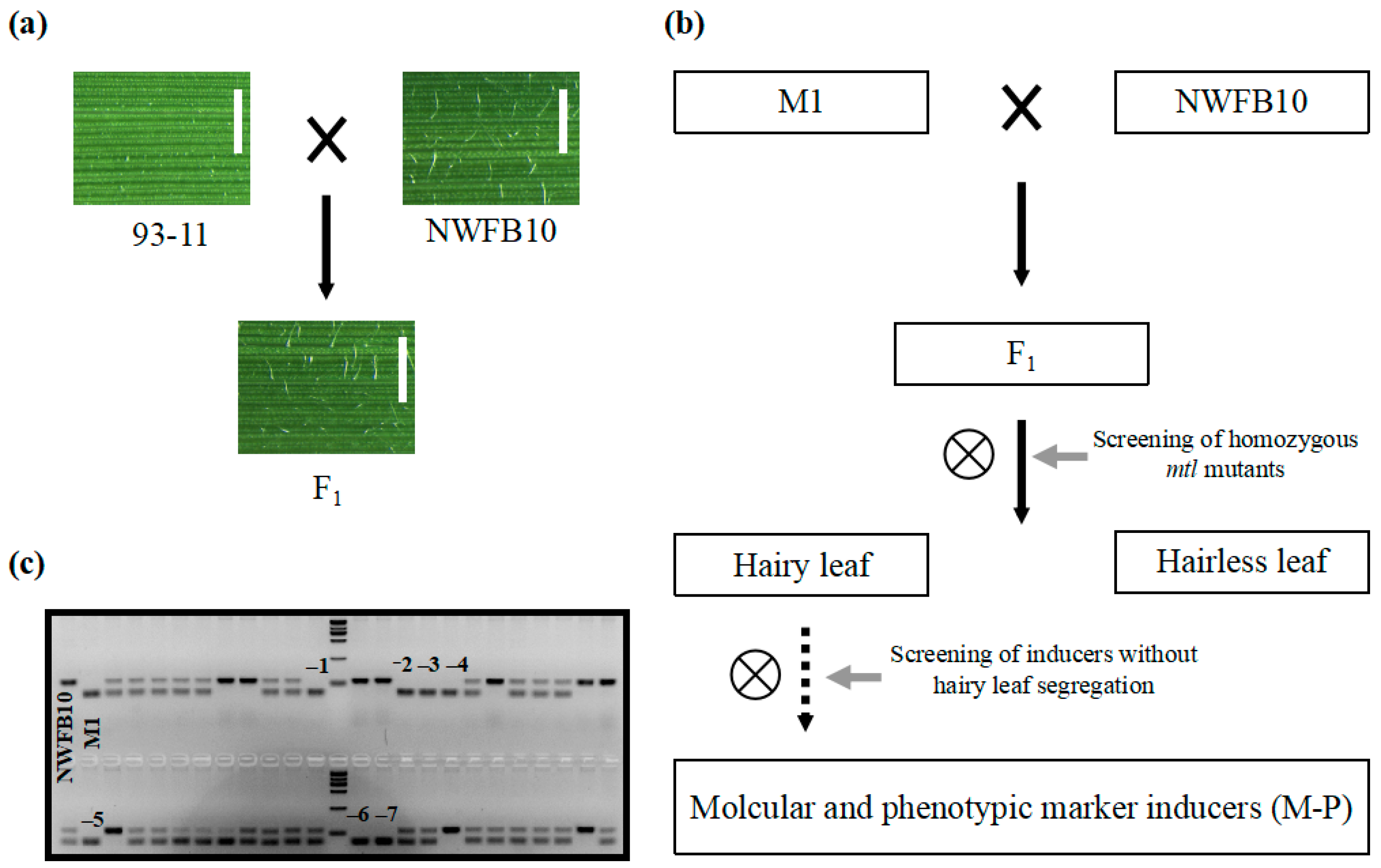 Agronomy 13 01520 g005