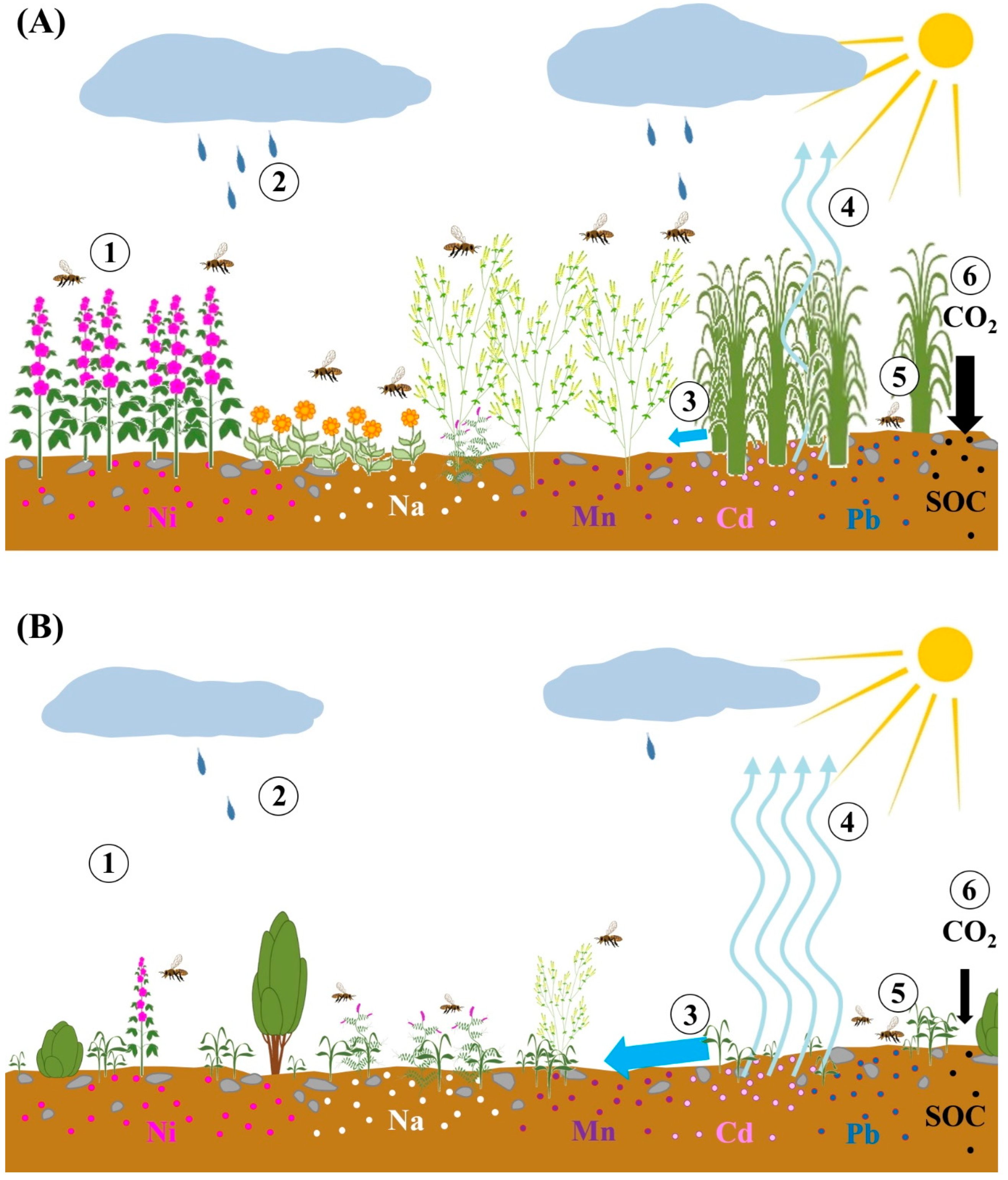 Agronomy 13 01651 g006