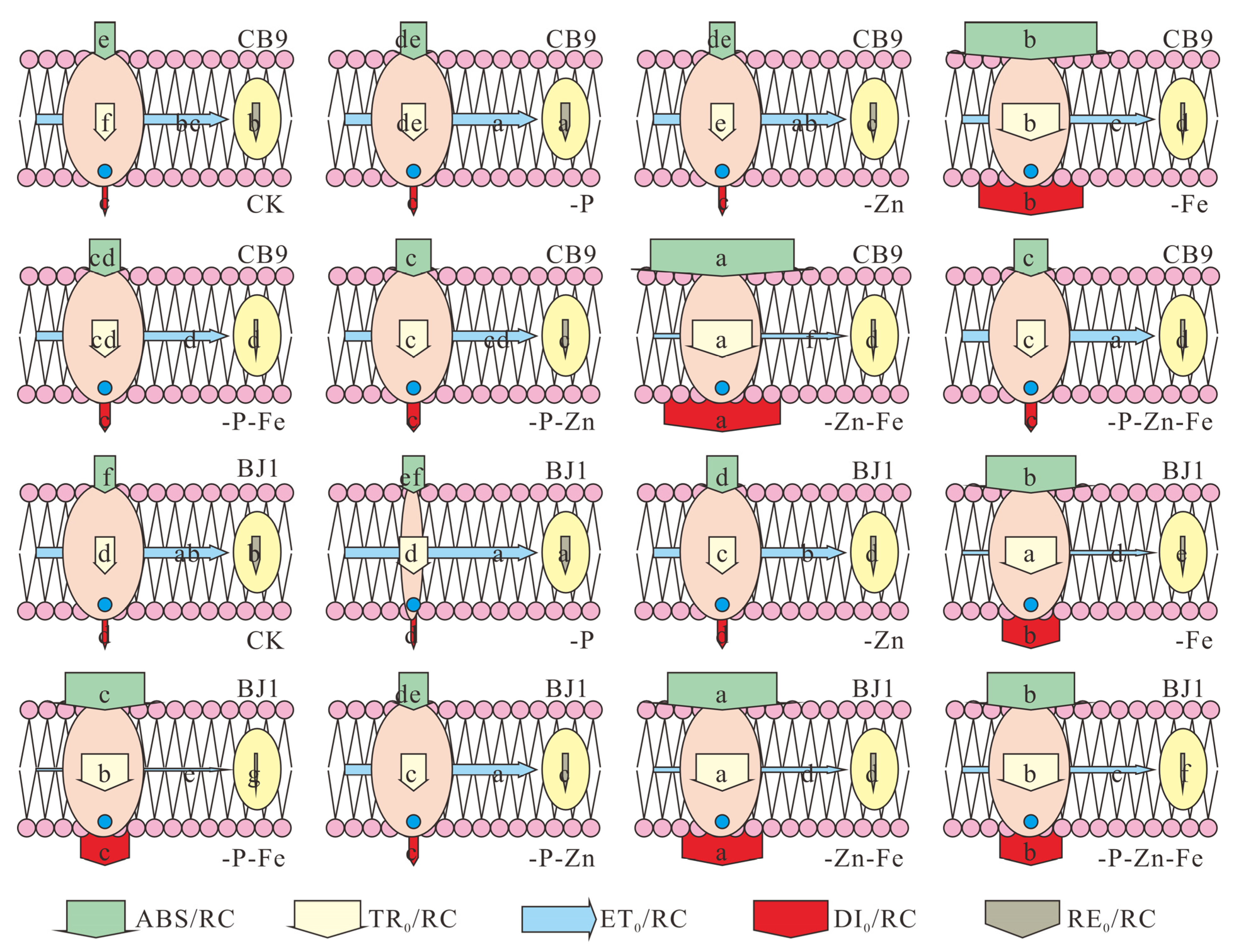 Agronomy 13 01657 g009