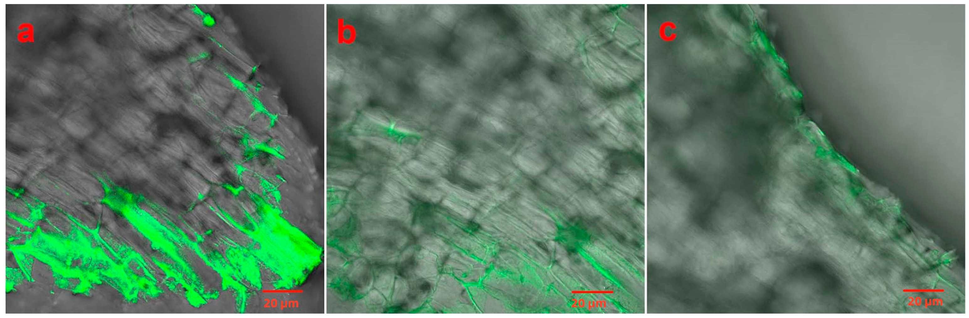 Agronomy 13 02437 g006