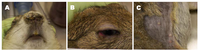 Animals 01 00377f2 200