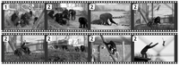 Animals 02 00363 g002 200