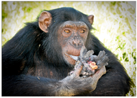 Animals 02 00363 g003 200