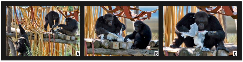 Animals 02 00363 g004 1024