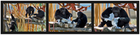 Animals 02 00363 g004 200