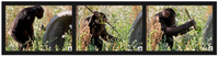 Animals 02 00363 g006 200