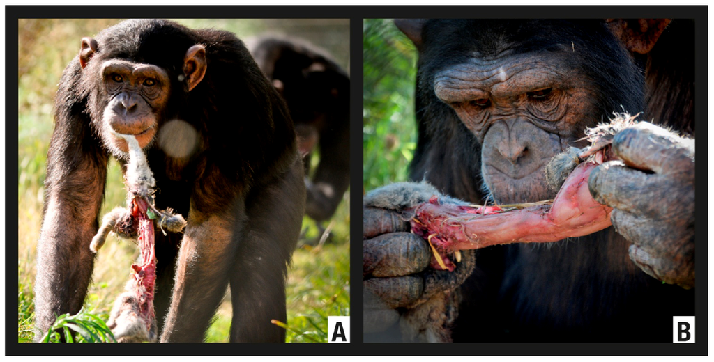 Animals 02 00363 g007 1024