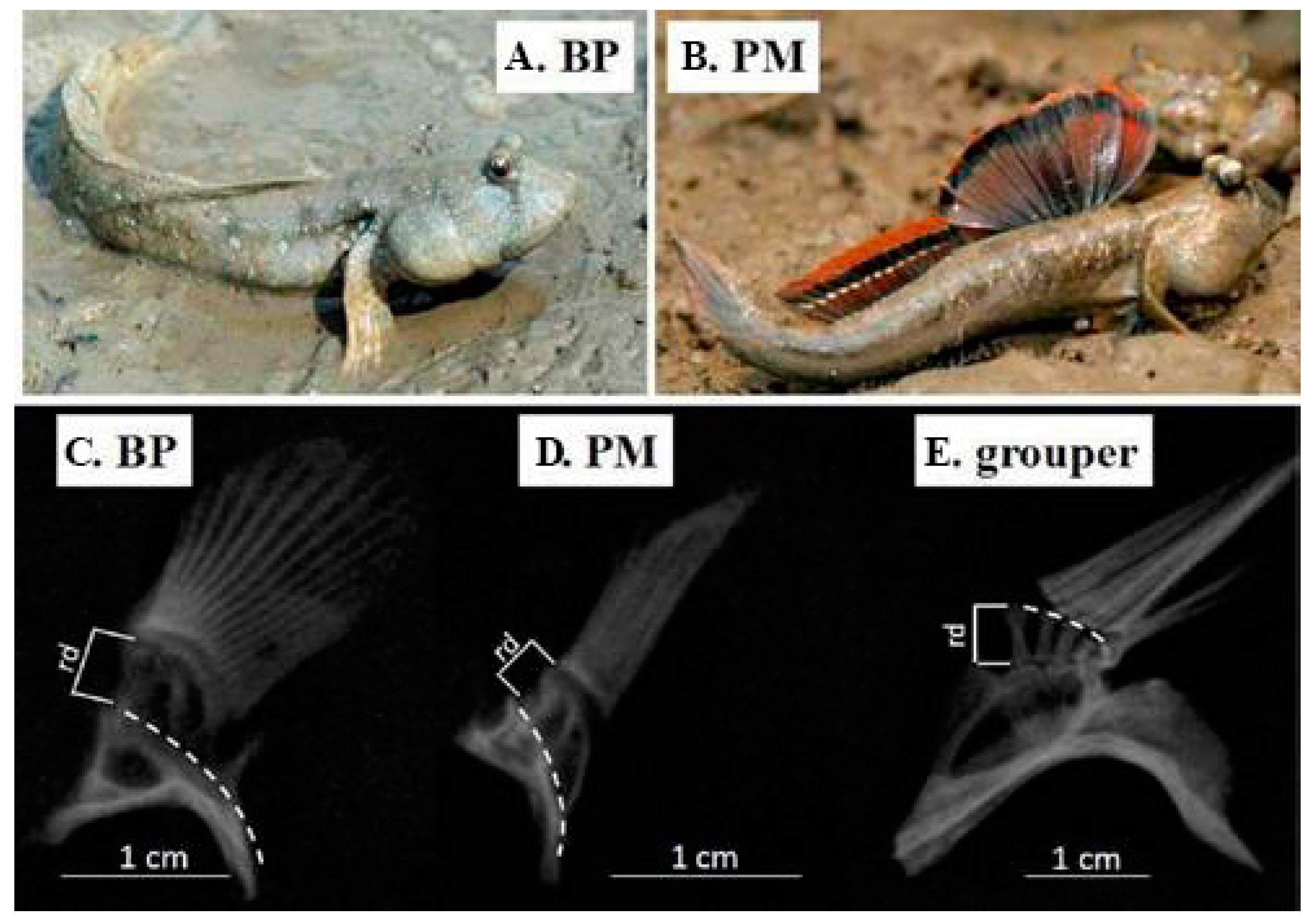 Animals Free FullText Mudskippers and Their Adaptations to