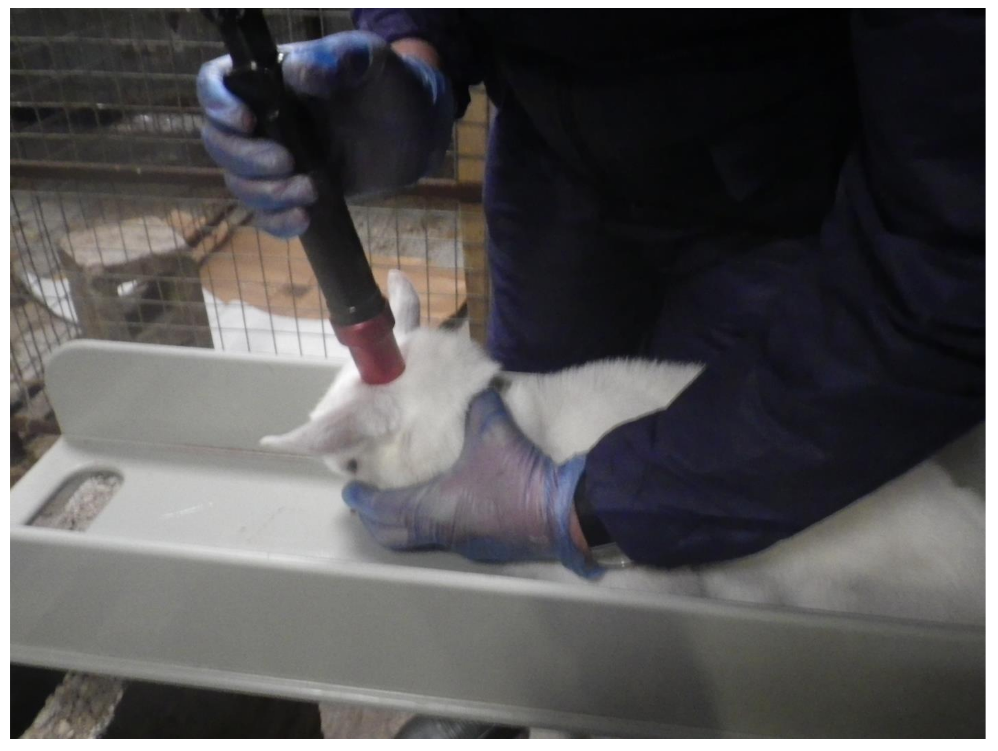 Animals Free FullText The Use of a Mechanical Captive Bolt Device for the