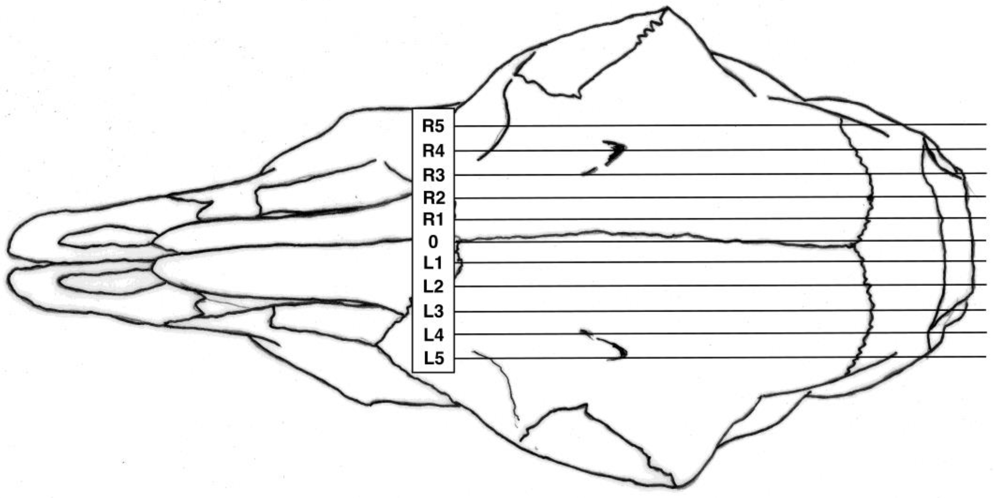 Animals Free FullText Use of a Captive Bolt for Euthanasia of Neonate Goats
