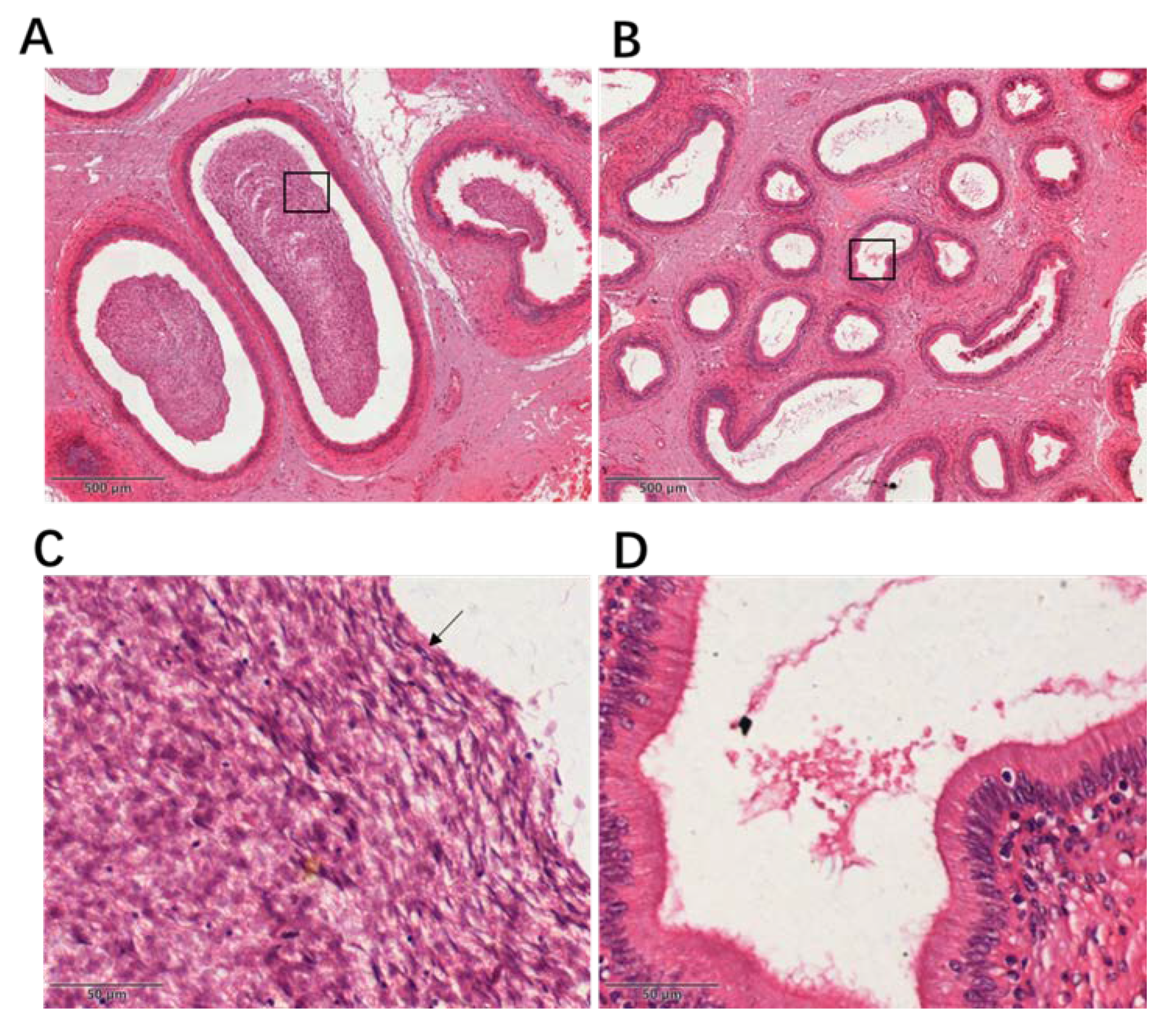 Animals 10 00521 g001