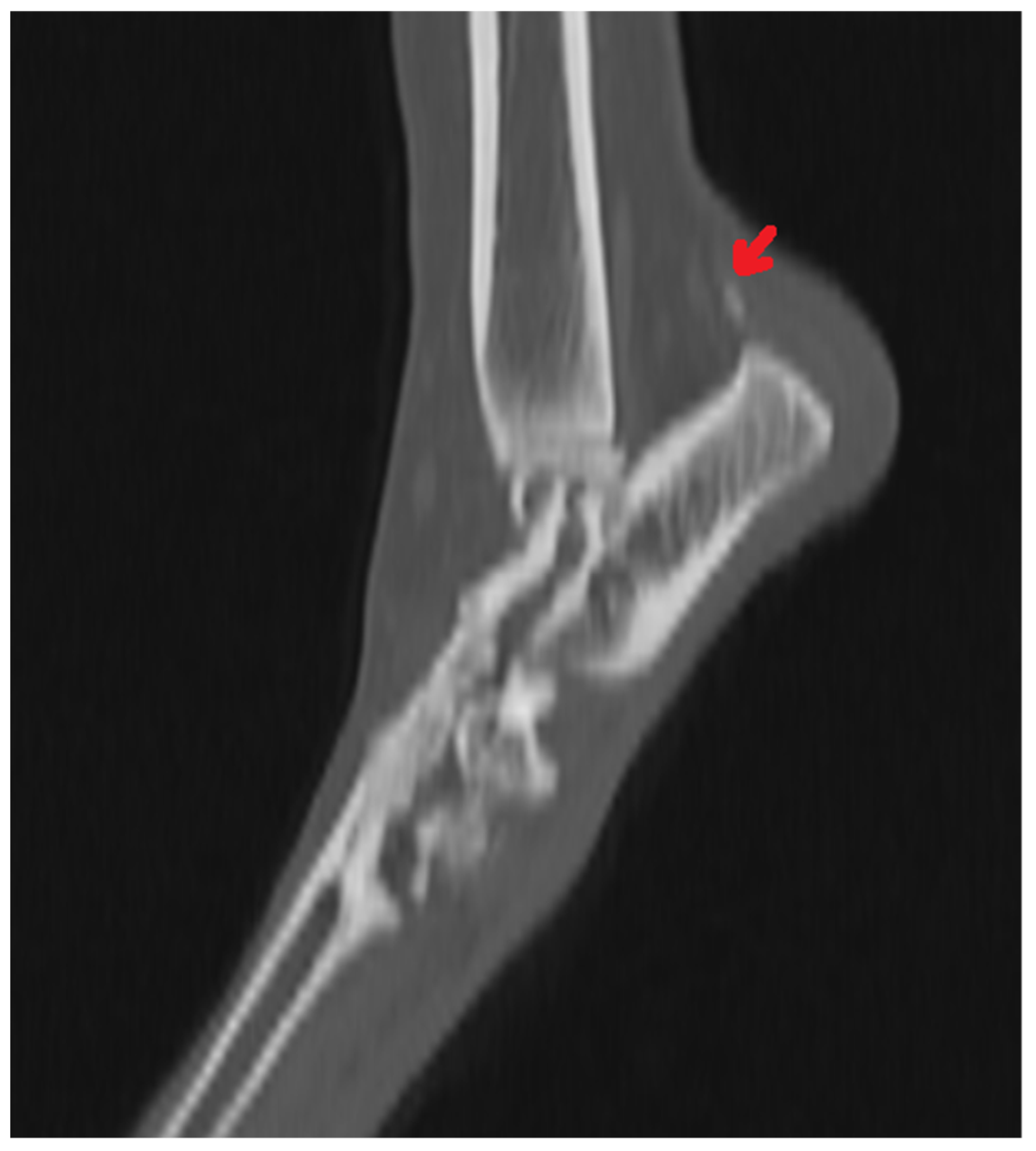 Animals 11 01834 g002 Animals 11 01834 g002