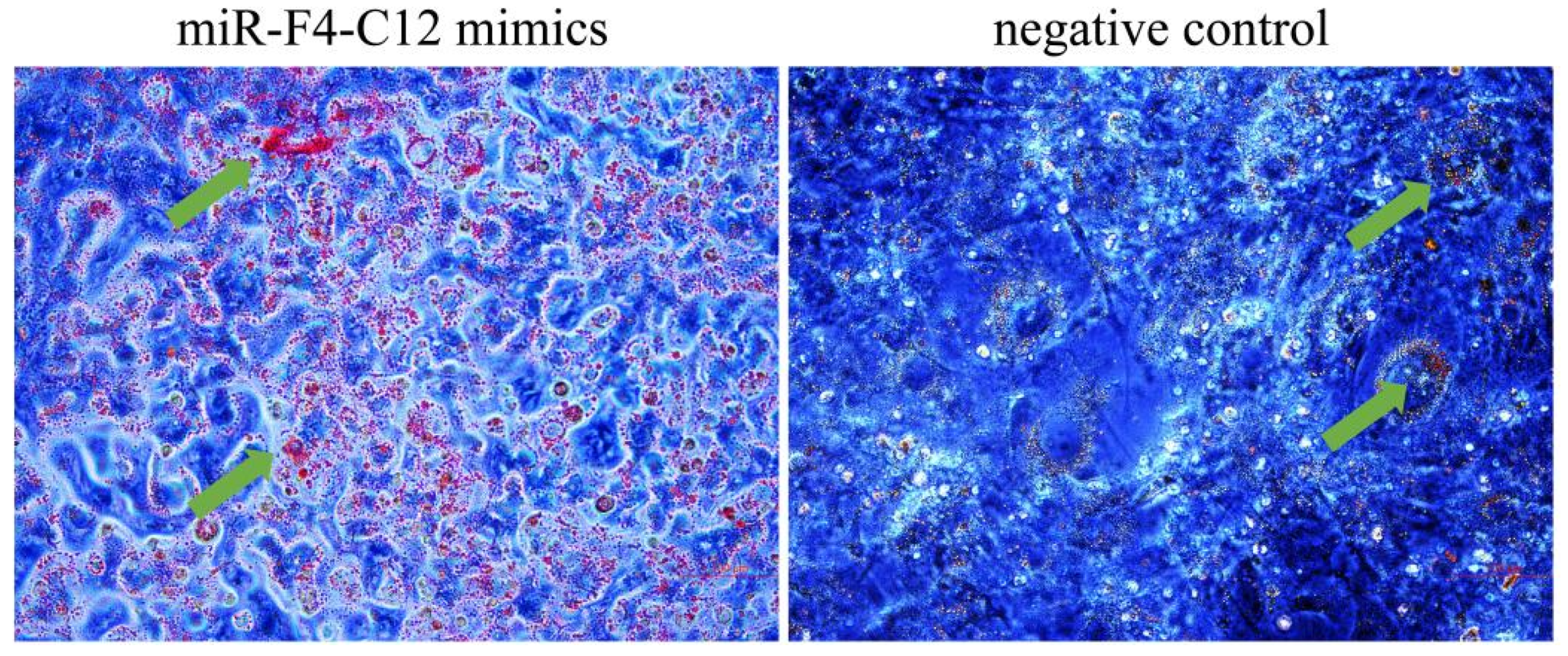 Animals 11 03053 g003