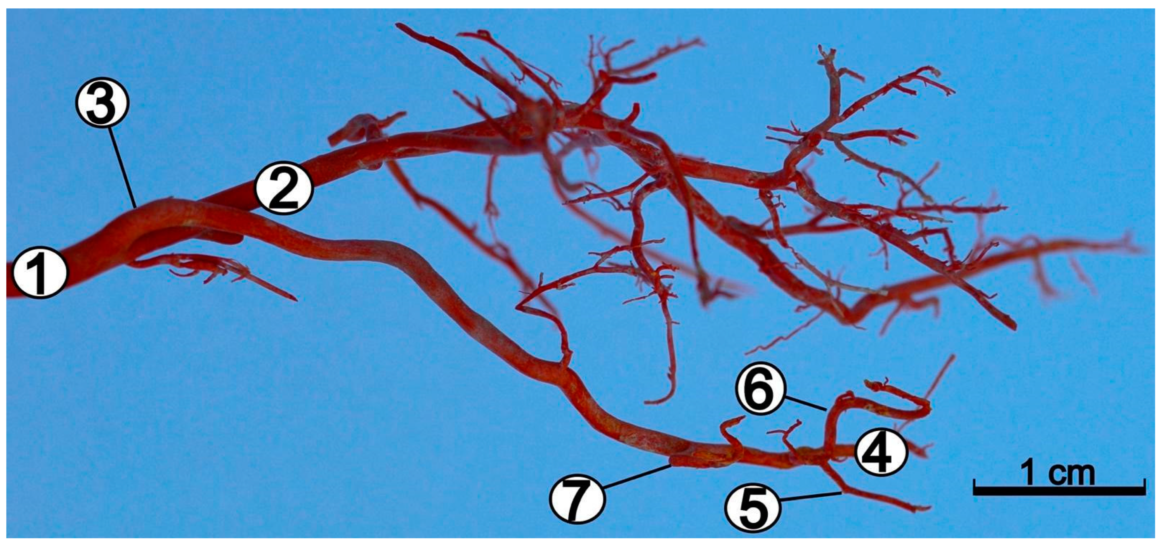 Animals 12 02796 g001