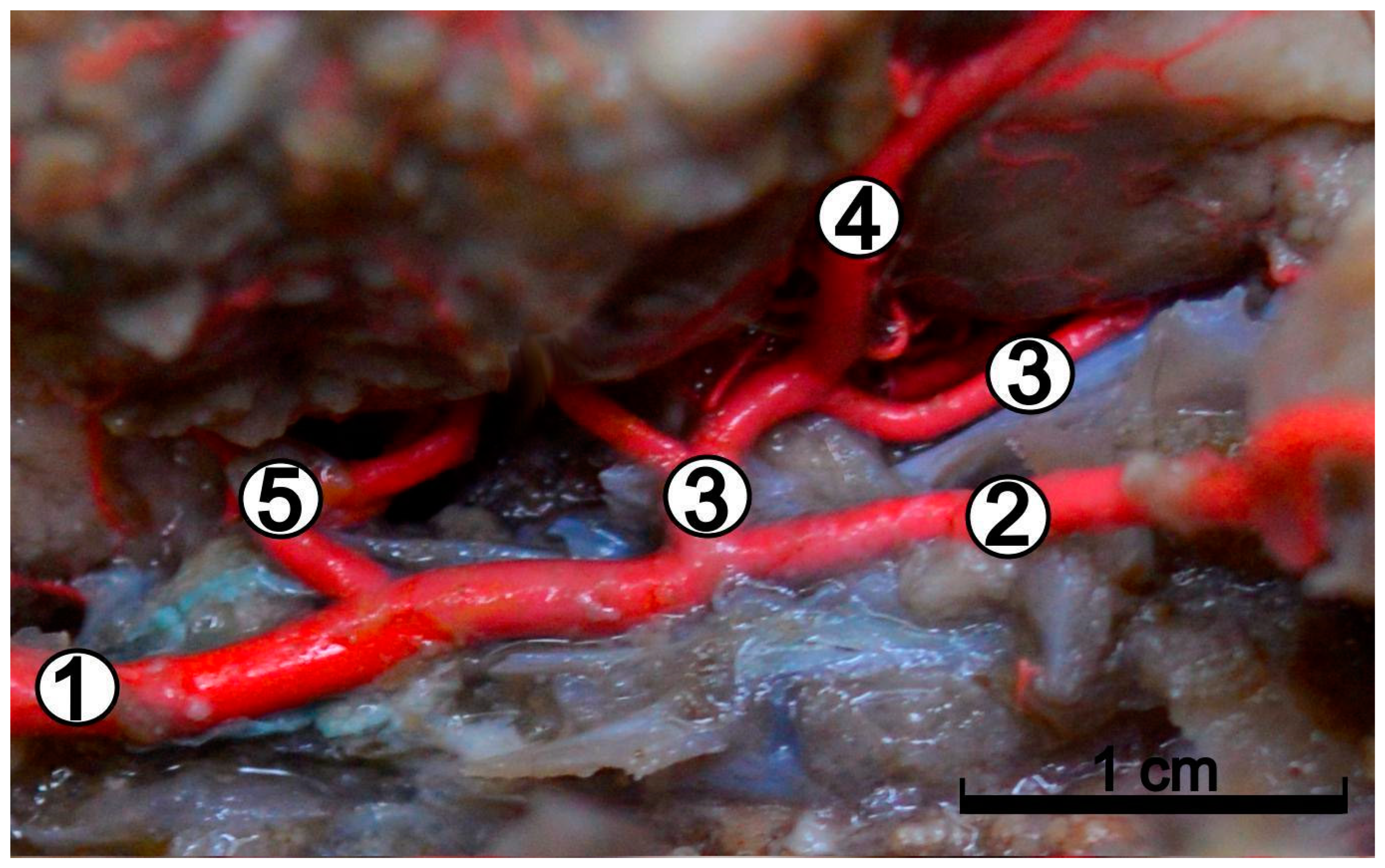 Animals 12 02796 g002