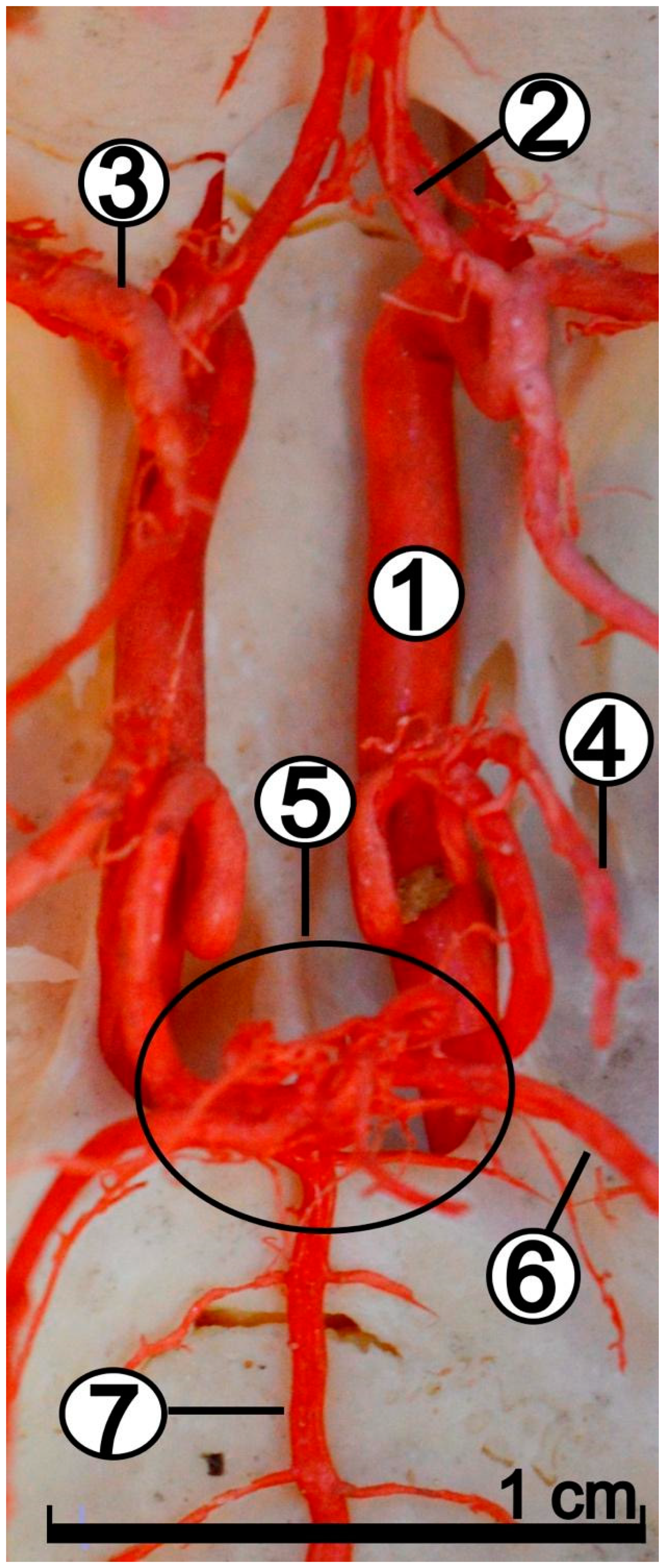 Animals 12 02796 g004