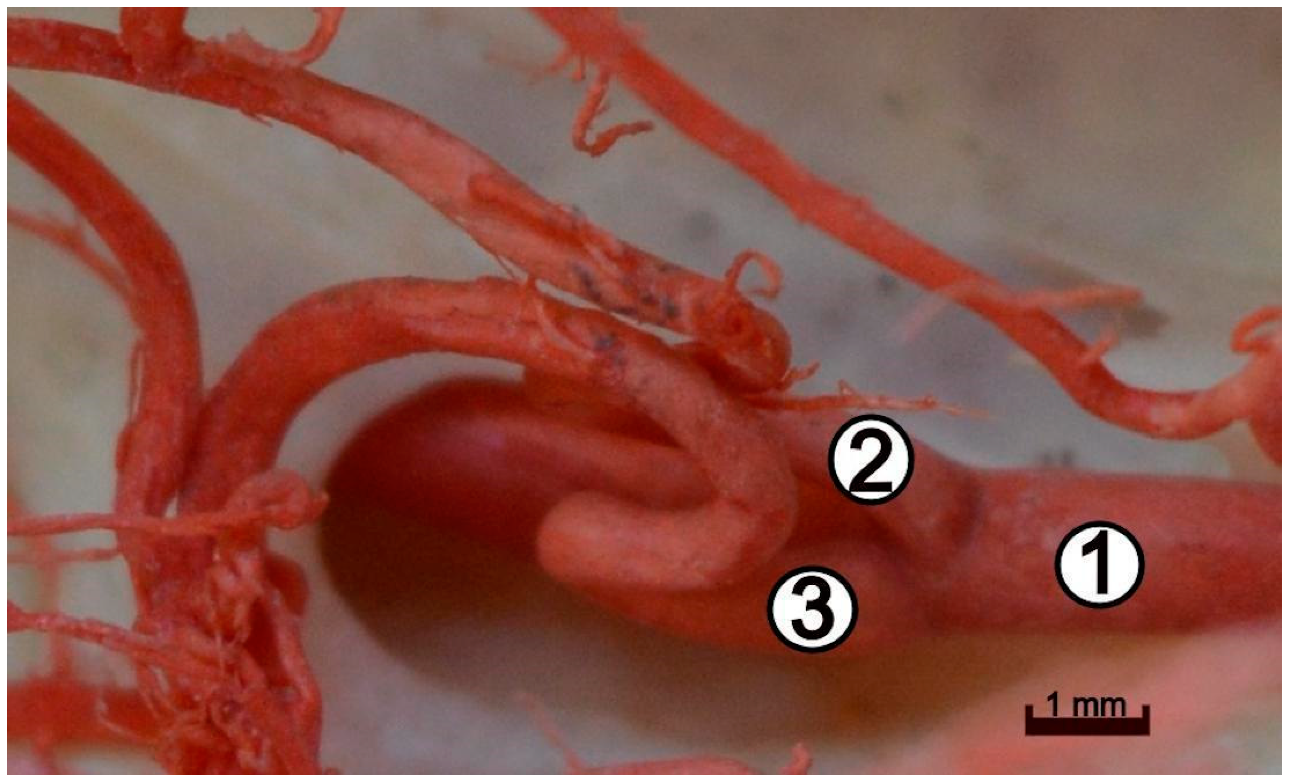 Animals 12 02796 g005