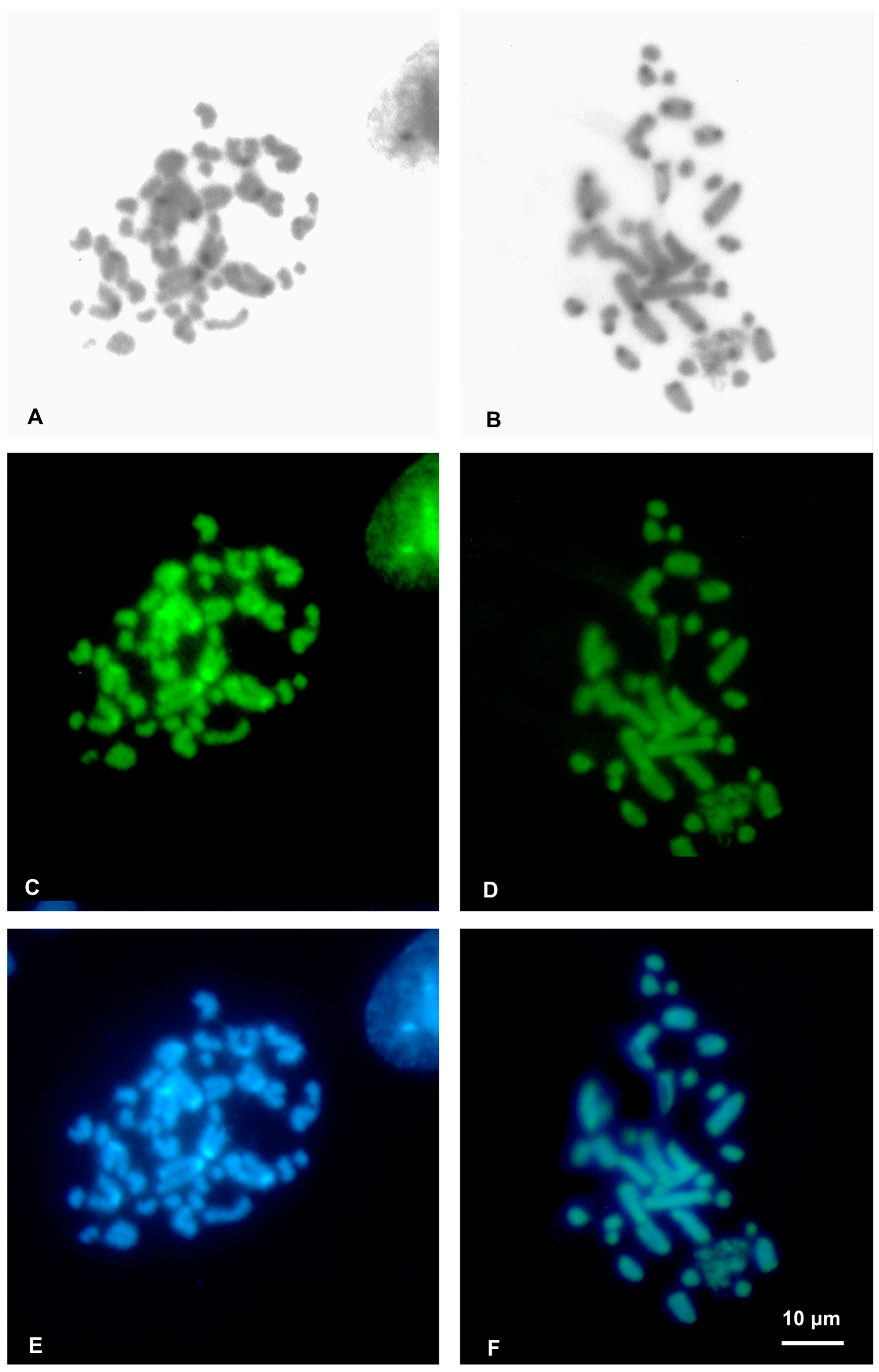 Animals 13 02068 g003