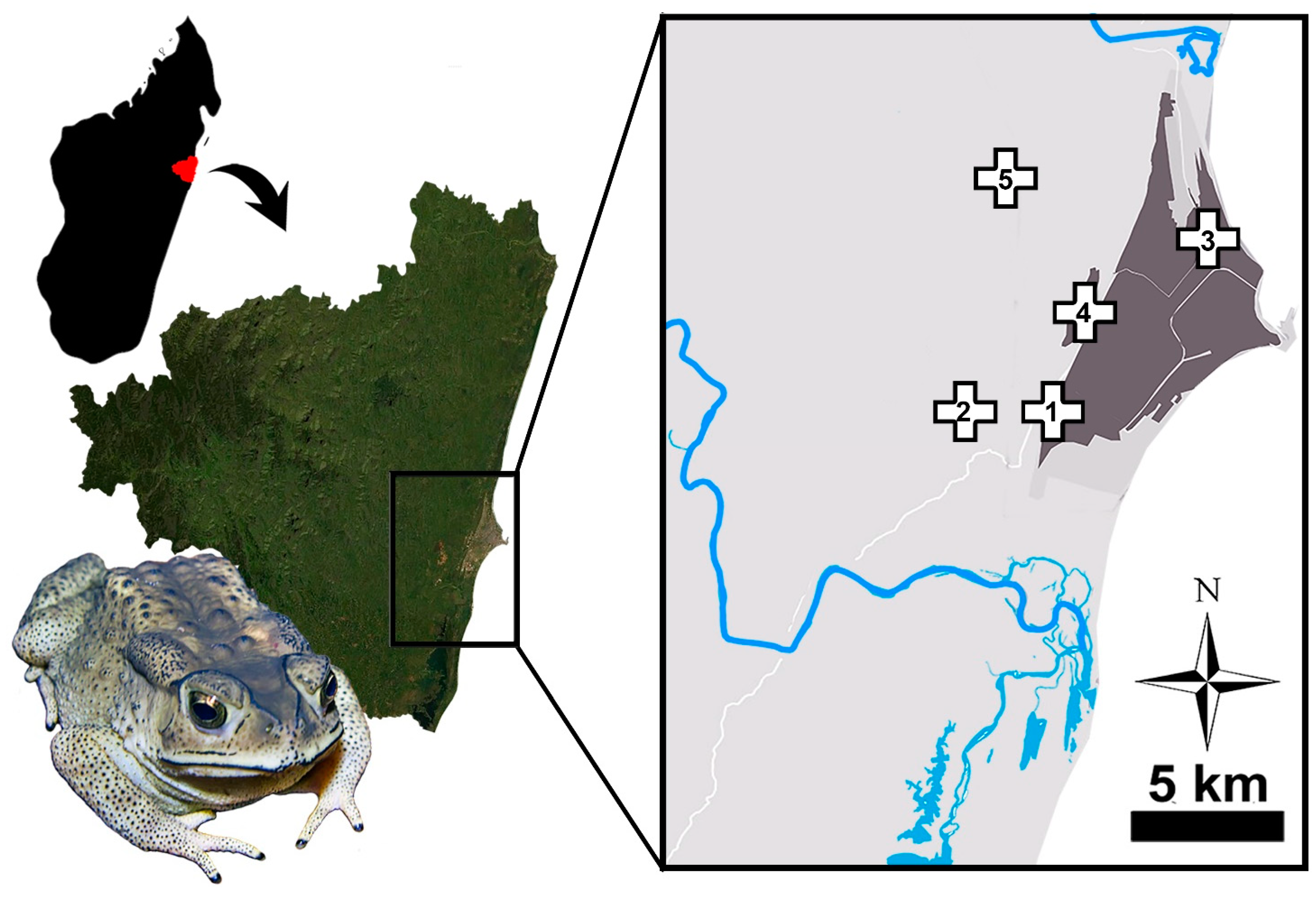 Animals 13 02099 g001