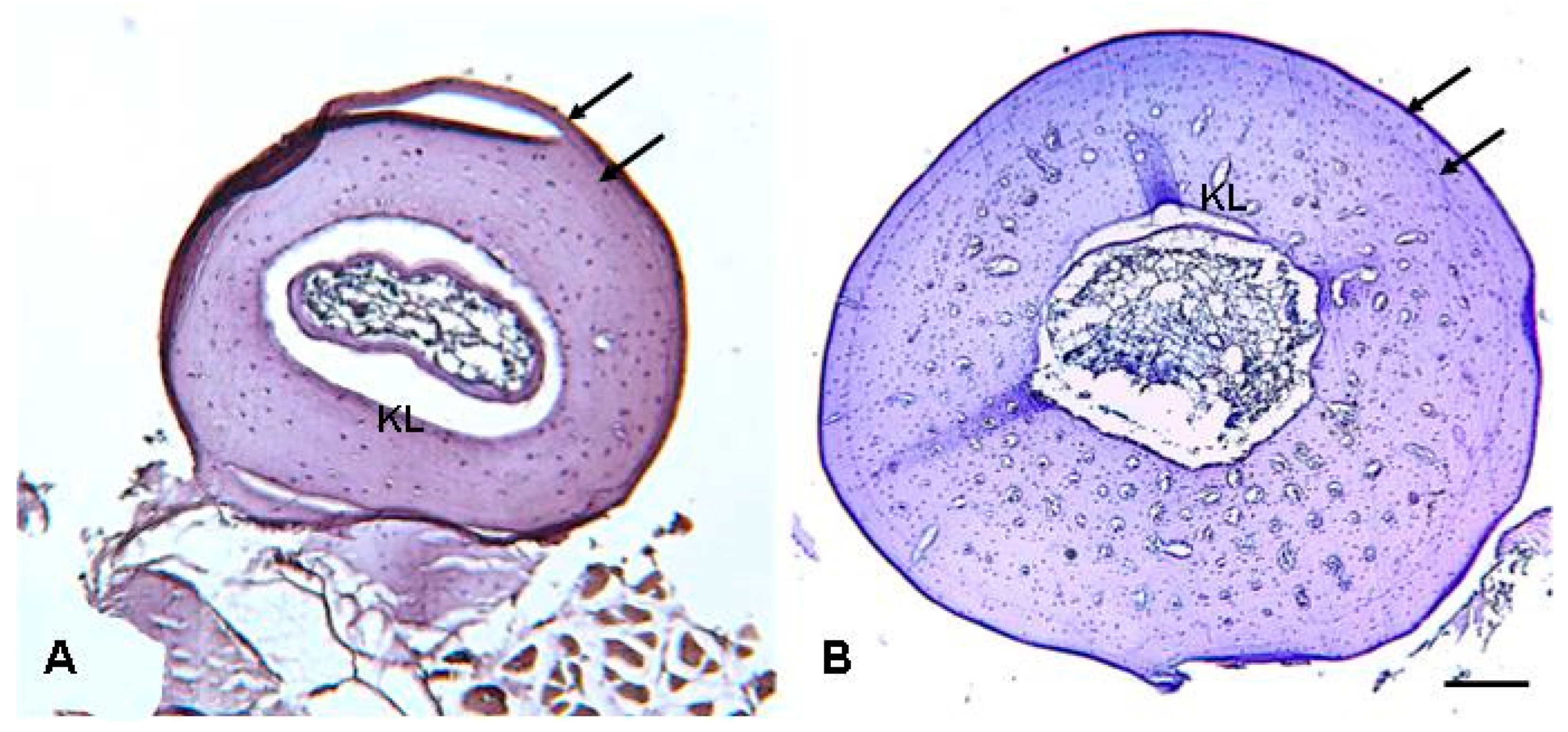 Animals 13 02099 g002