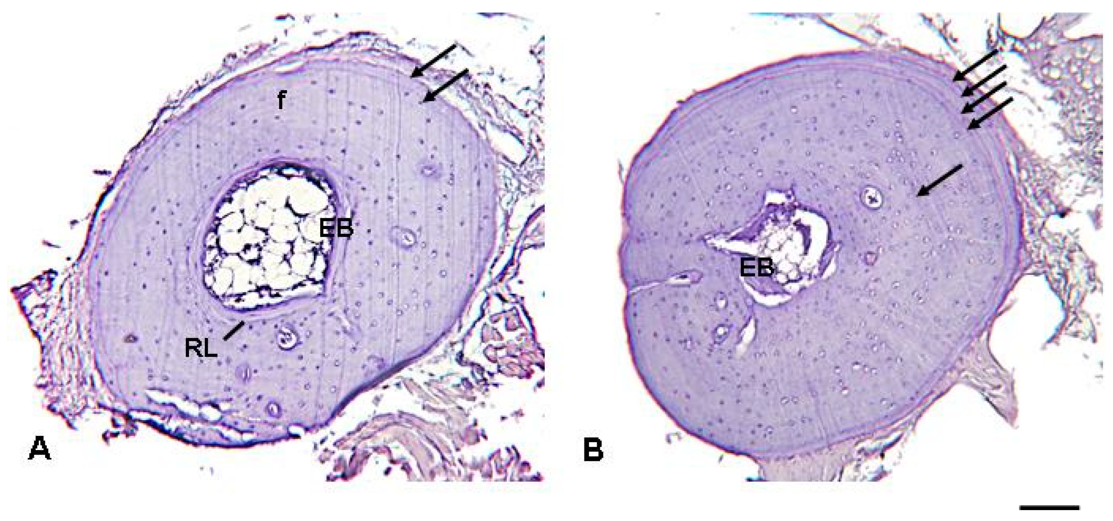 Animals 13 02099 g003