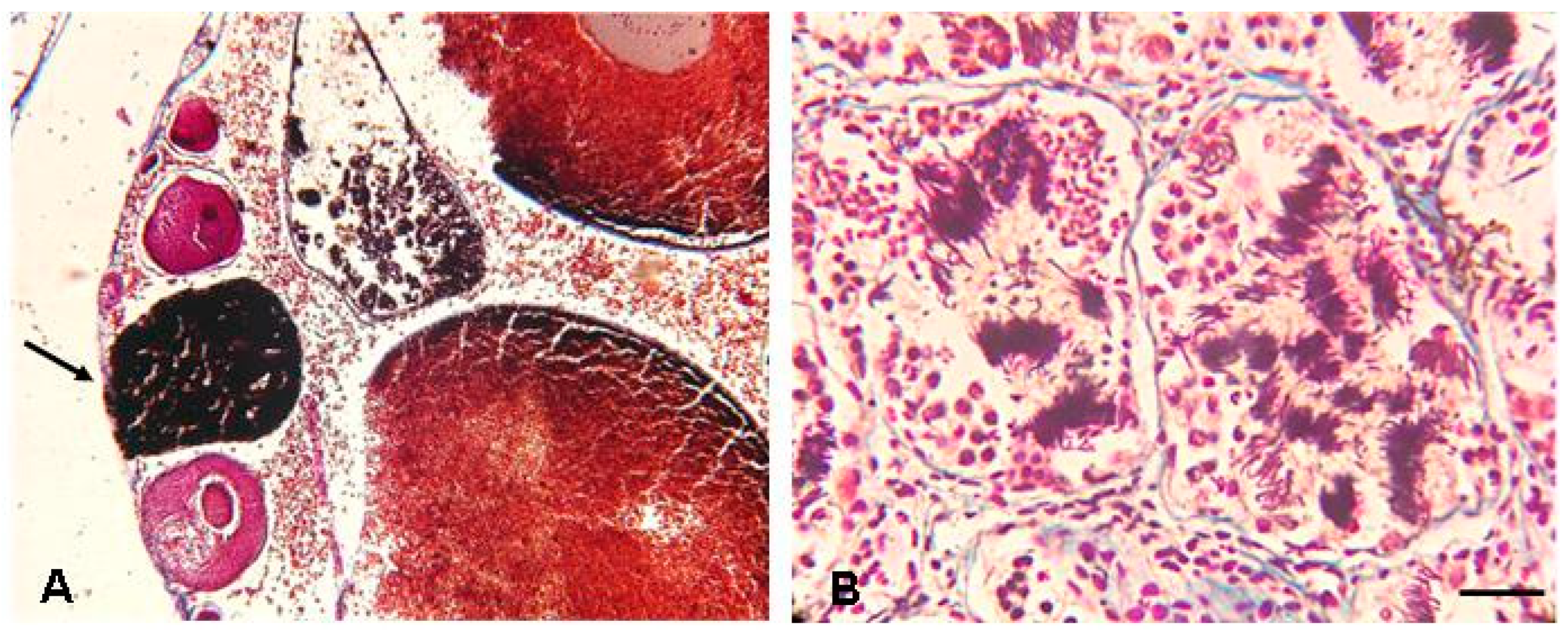 Animals 13 02099 g005