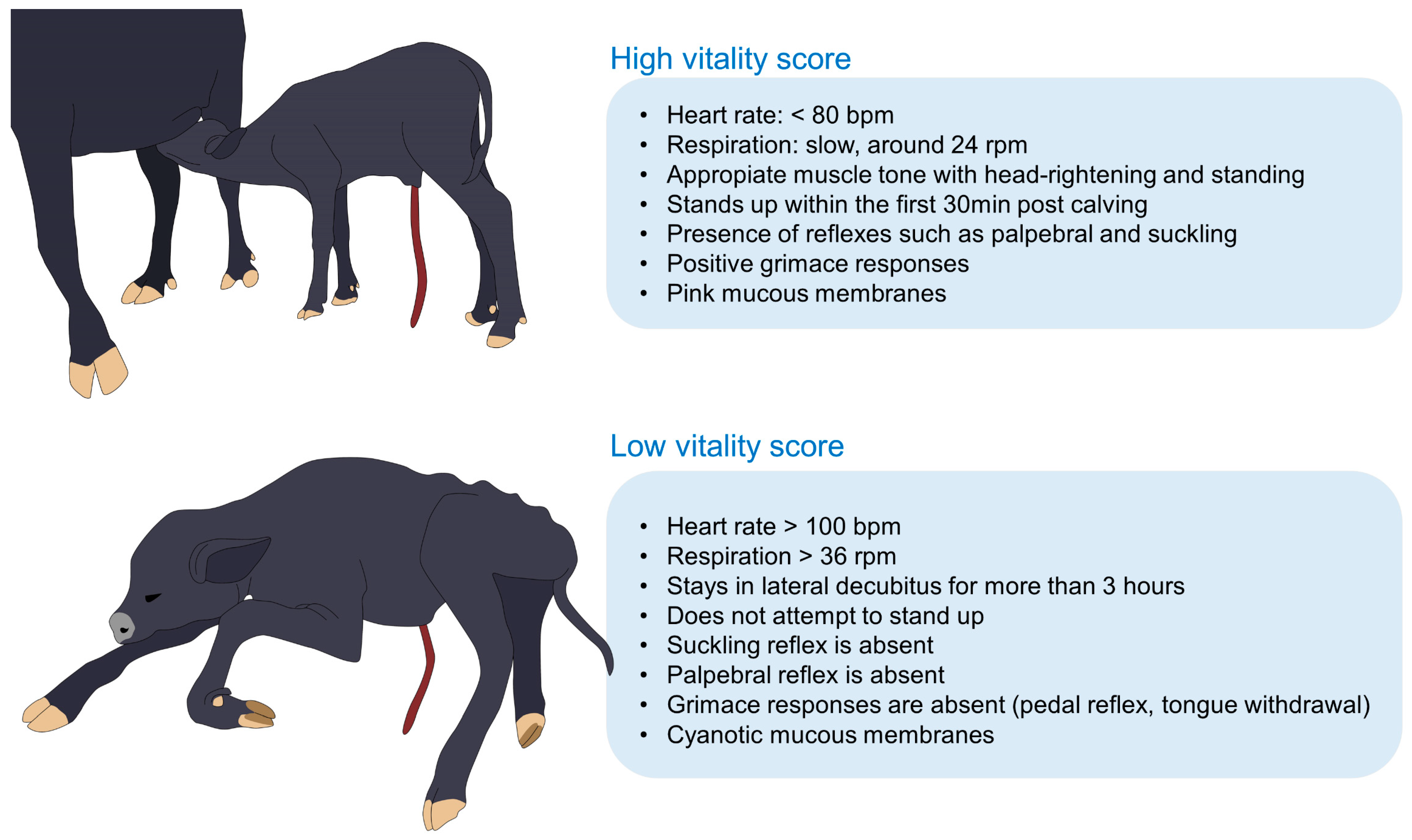 Animals 13 02161 g002