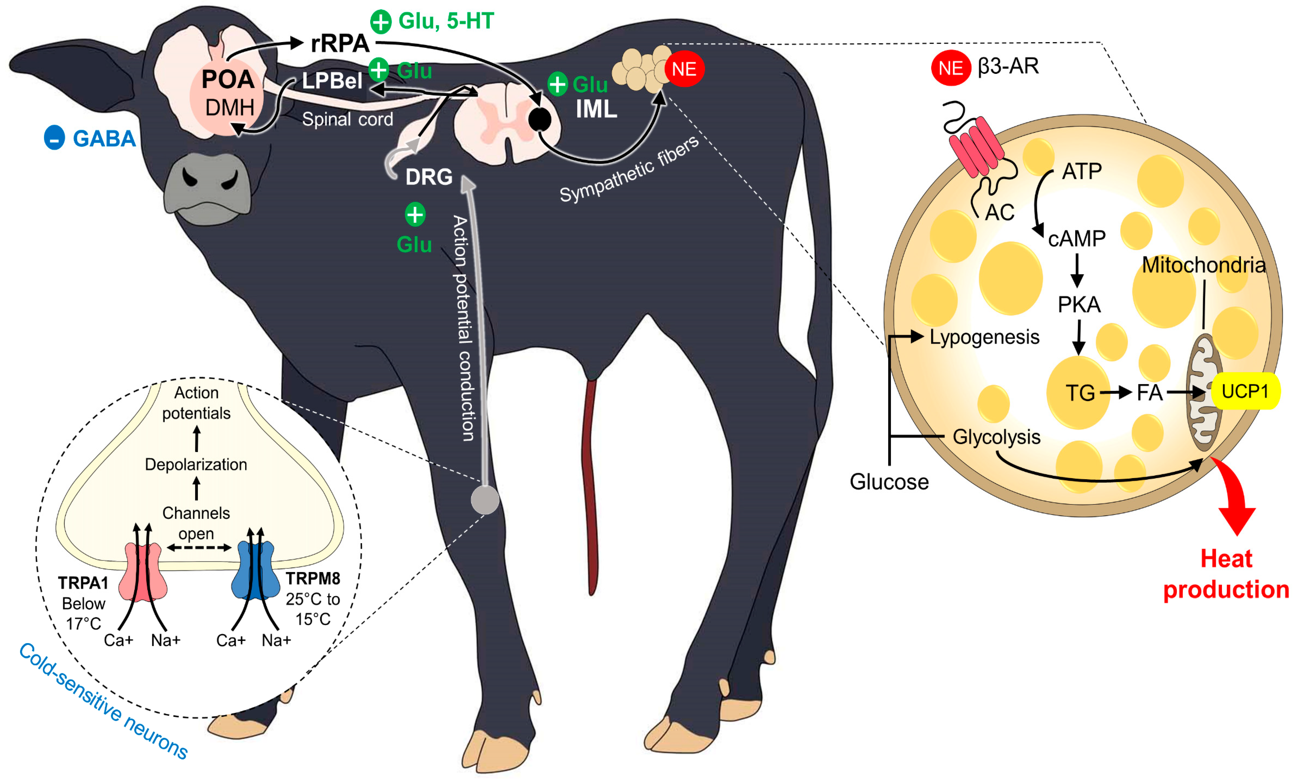 Animals 13 02161 g004