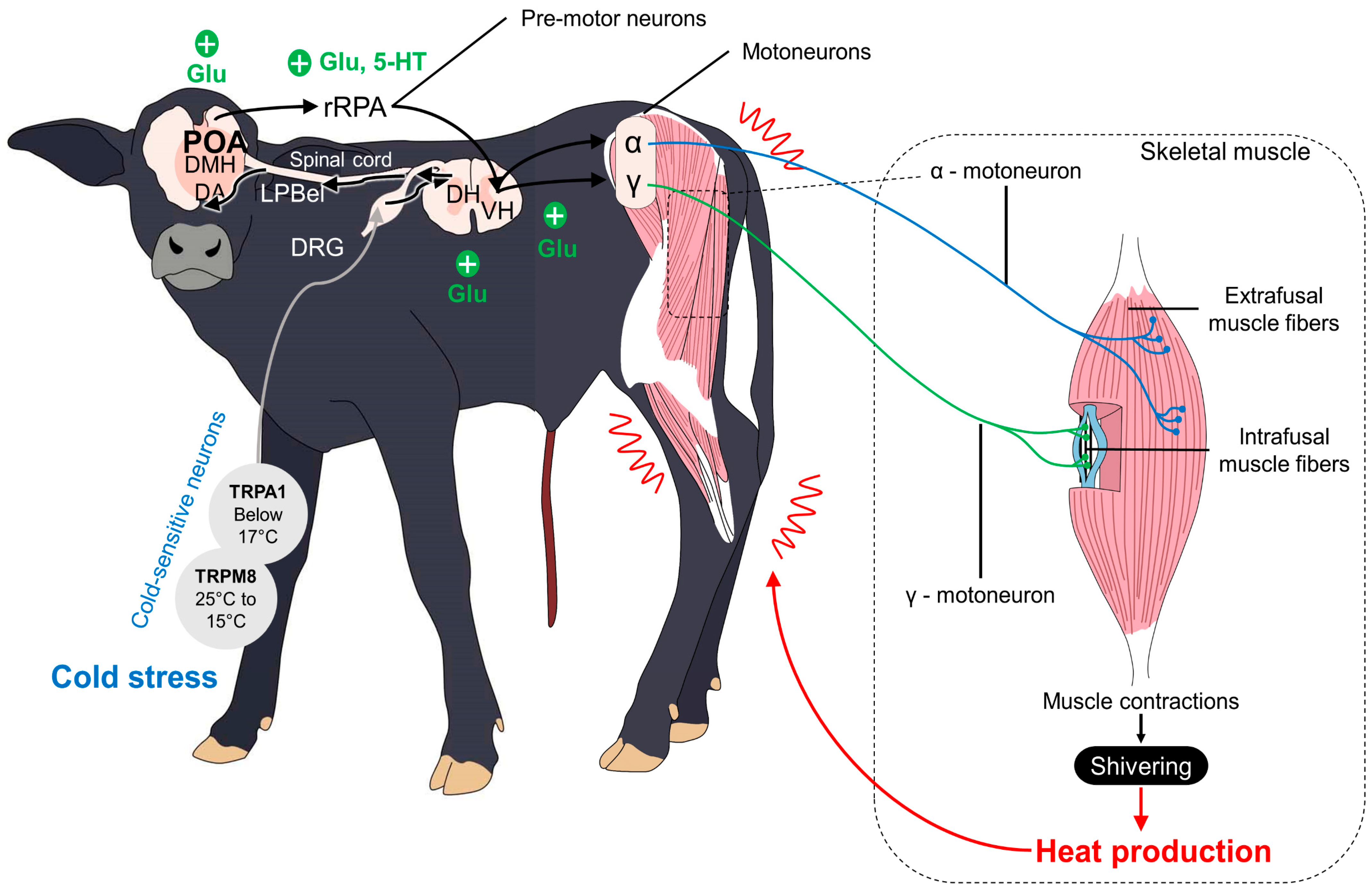 Animals 13 02161 g005