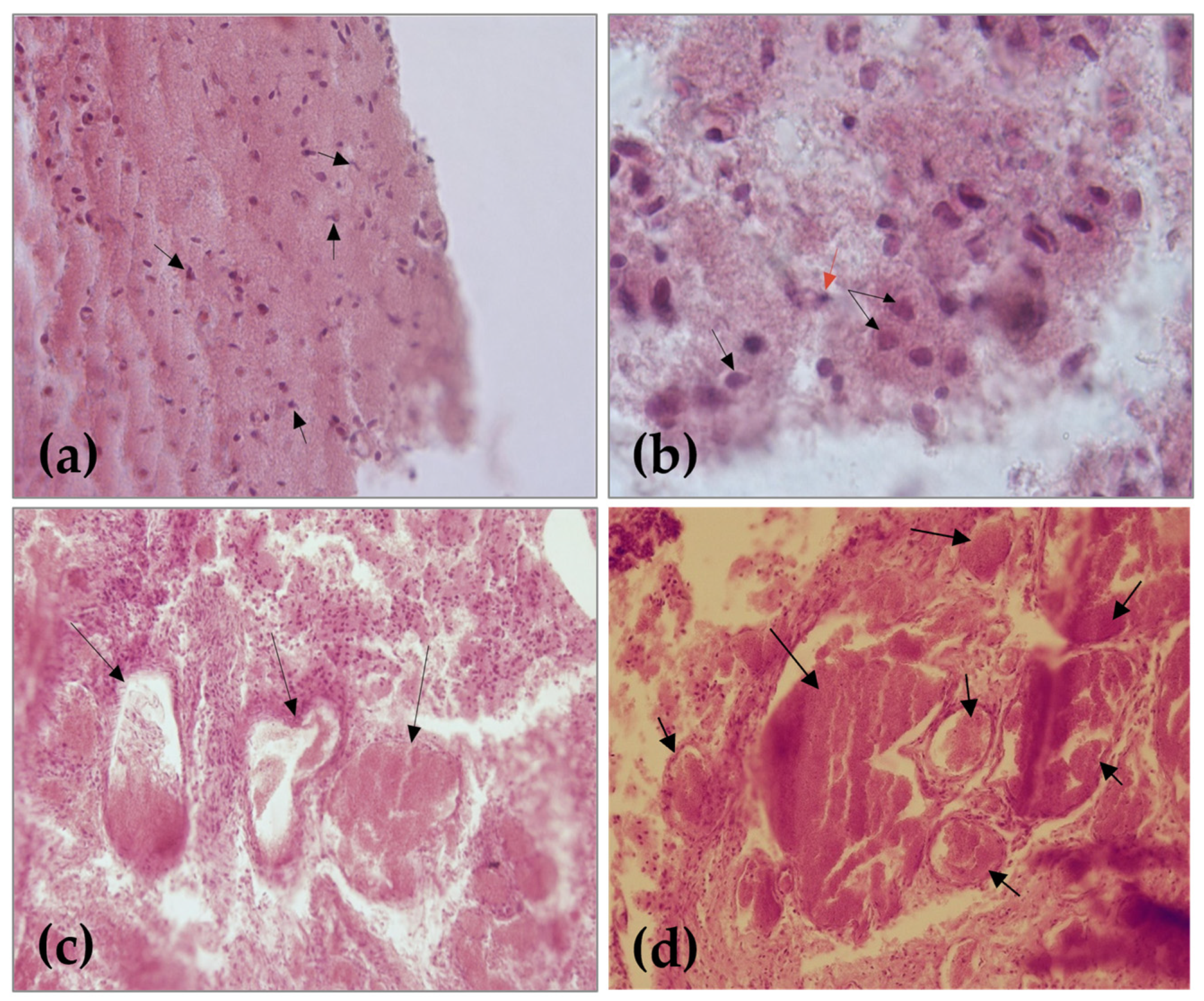 Animals 13 03882 g002 Animals 13 03882 g002