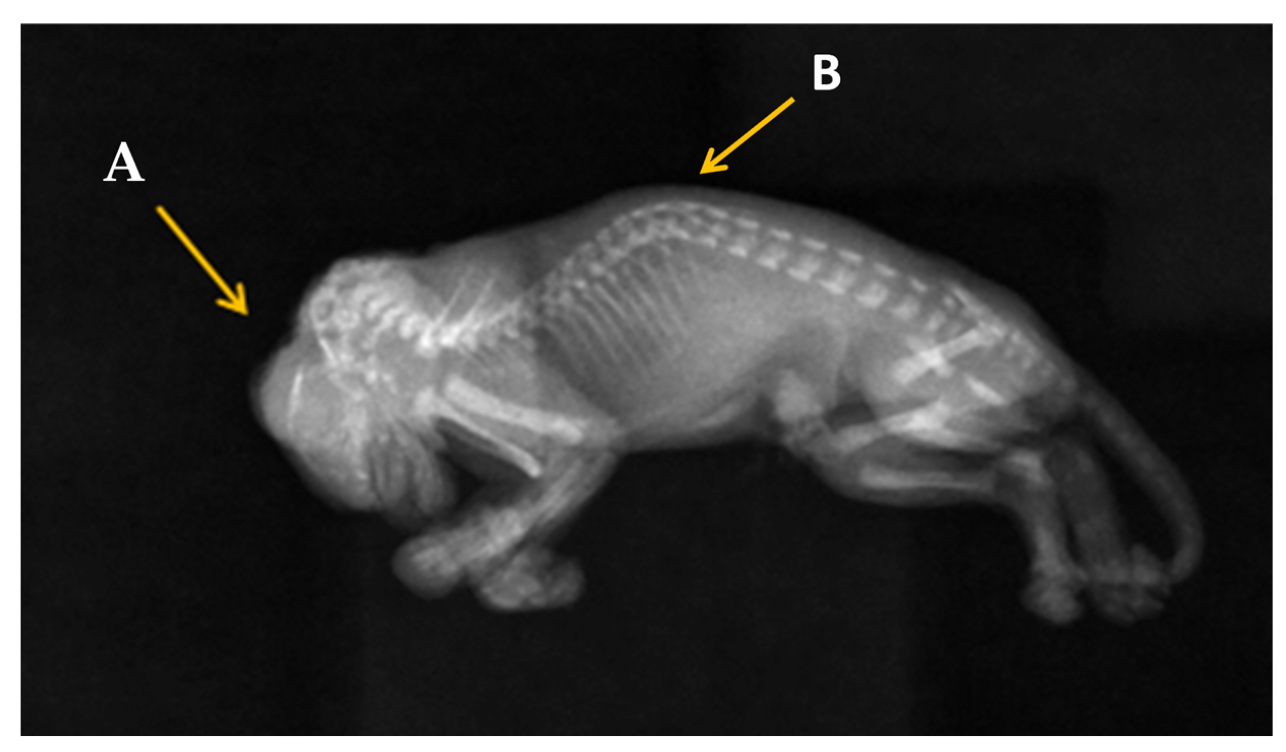 Animals 13 03882 g003 Animals 13 03882 g003